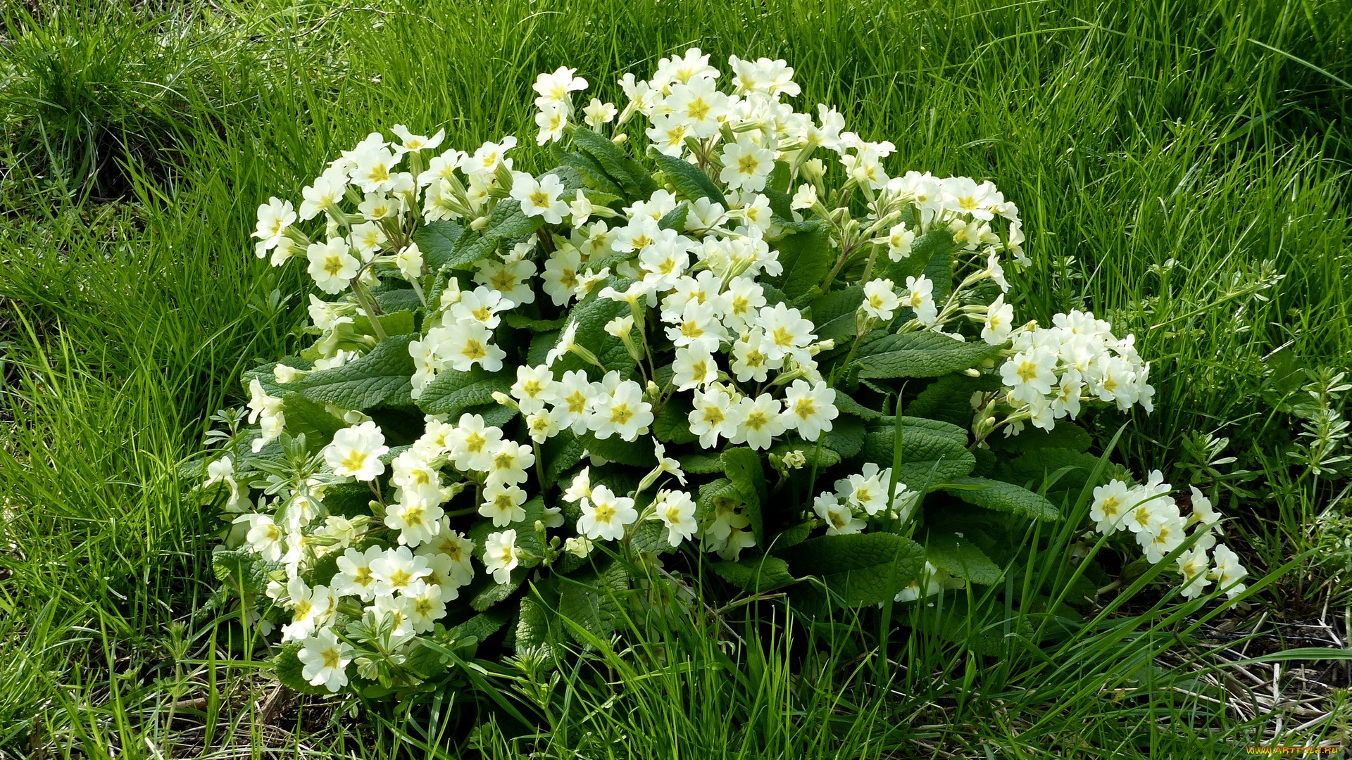 цветы, примулы, белый, цвет