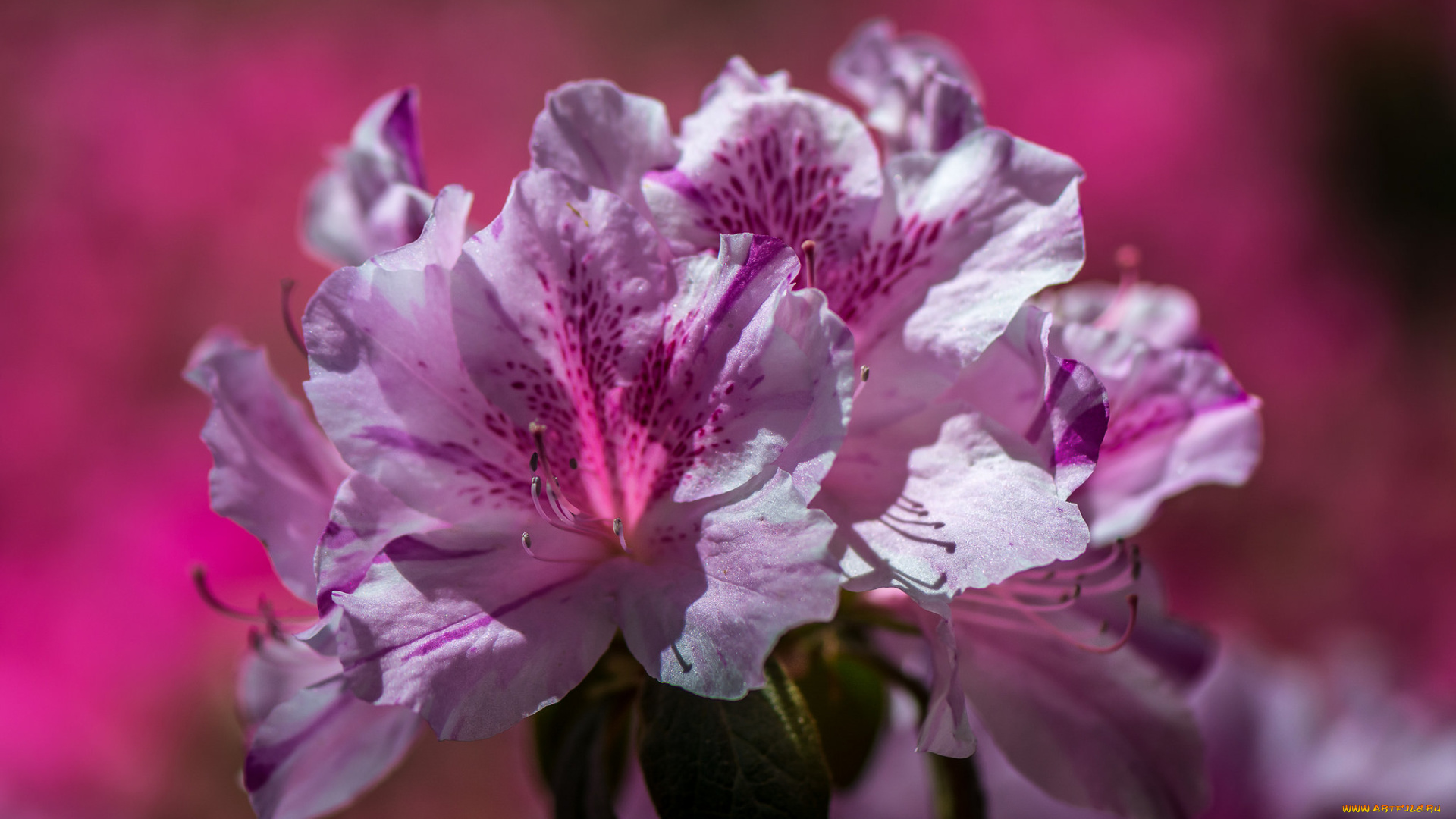 цветы, рододендроны, , азалии, розовые