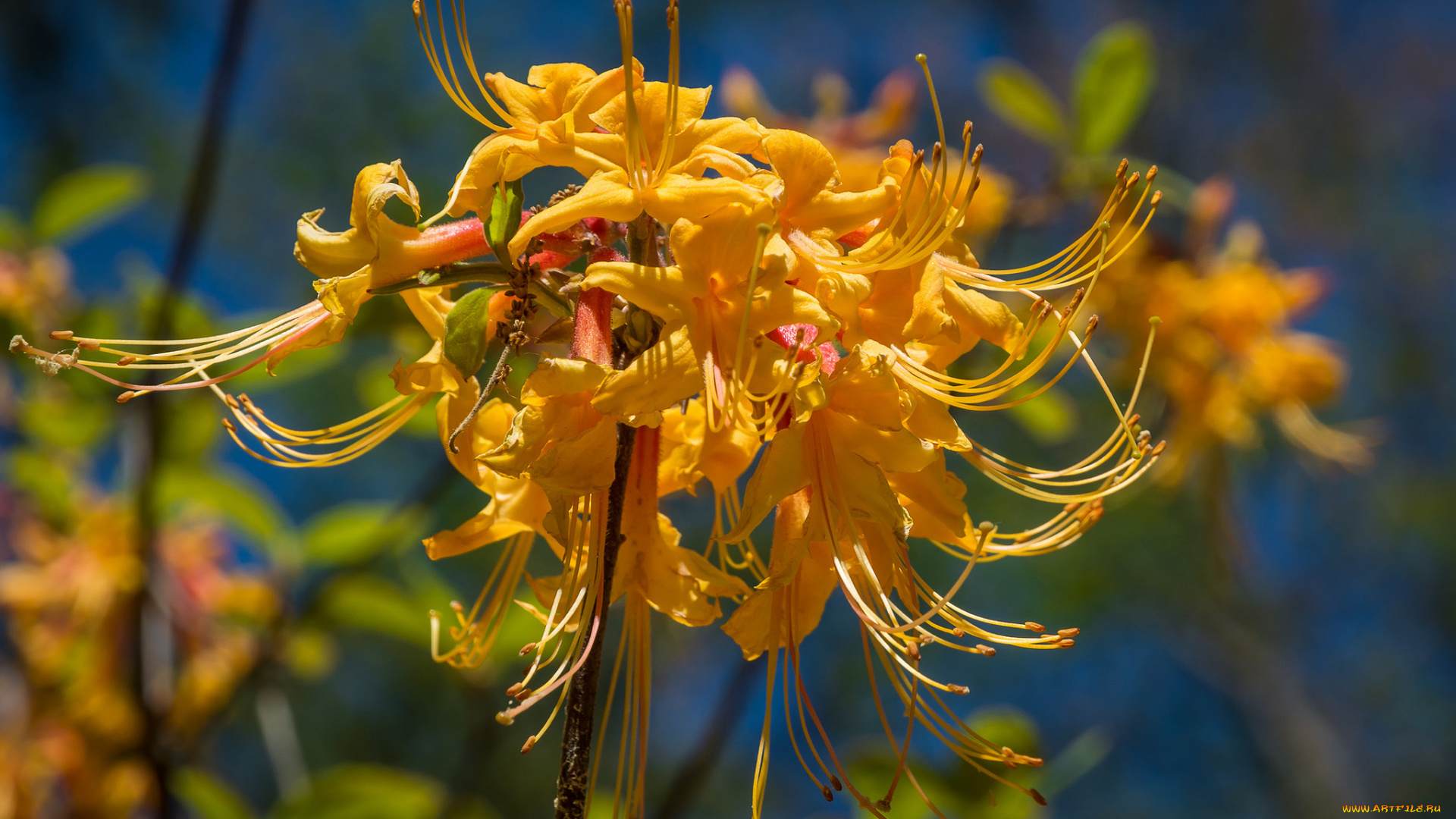 цветы, рододендроны, , азалии, желтые