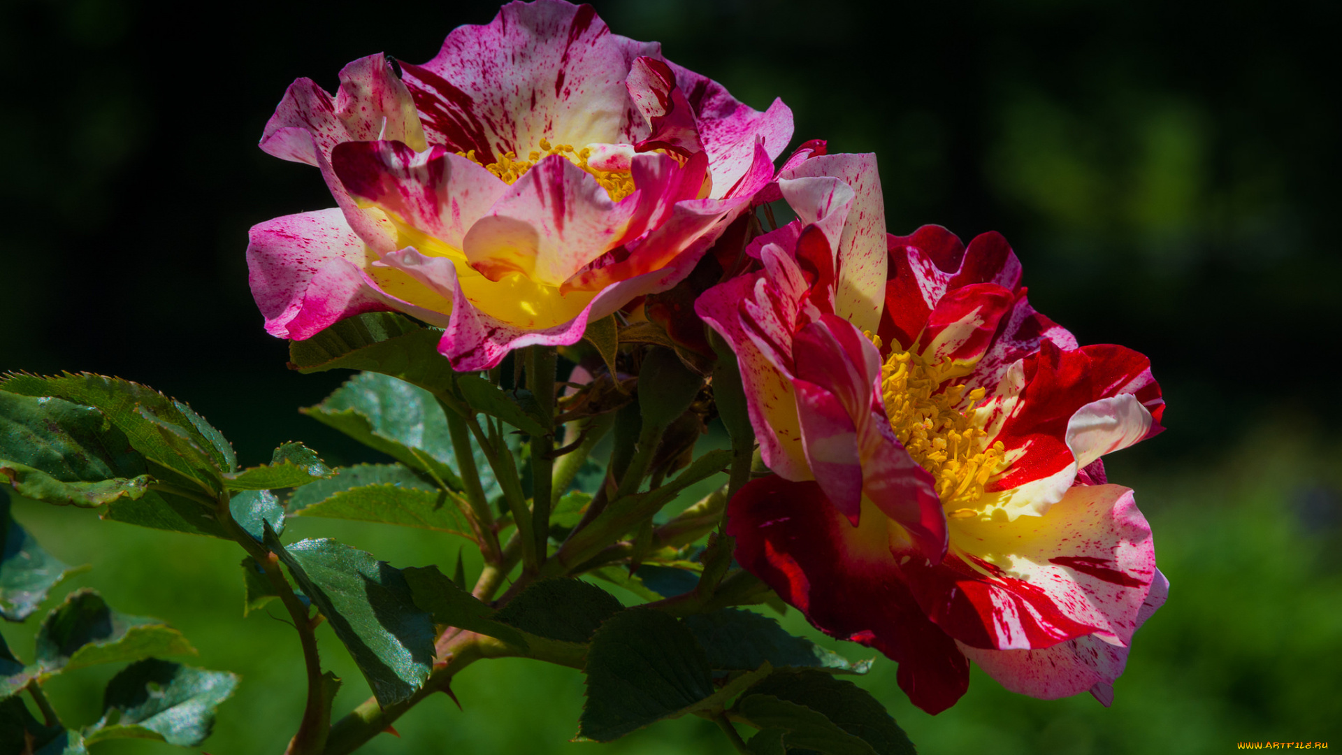 цветы, розы