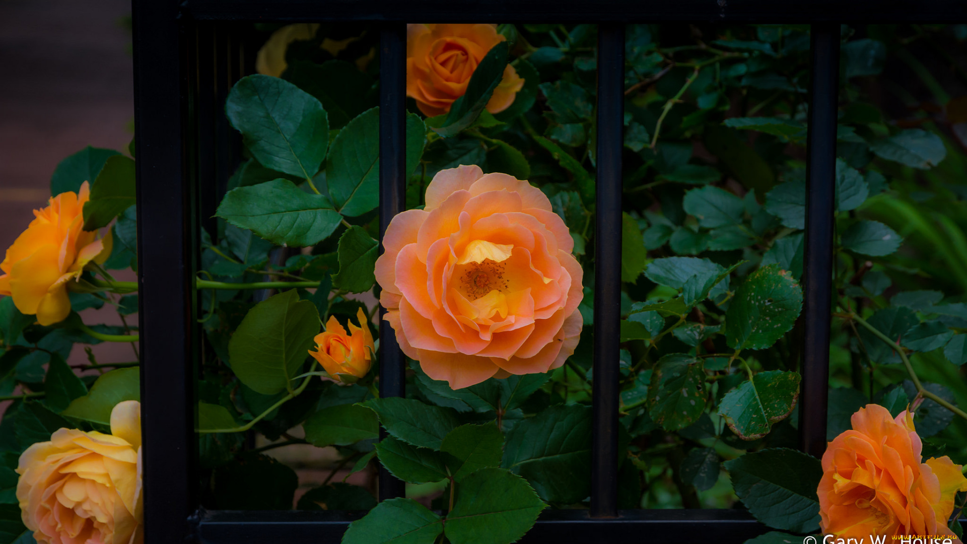 цветы, розы