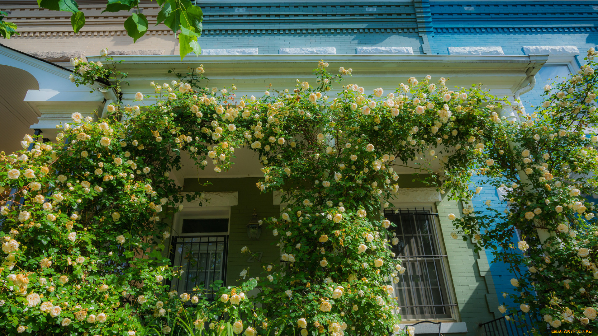 цветы, розы