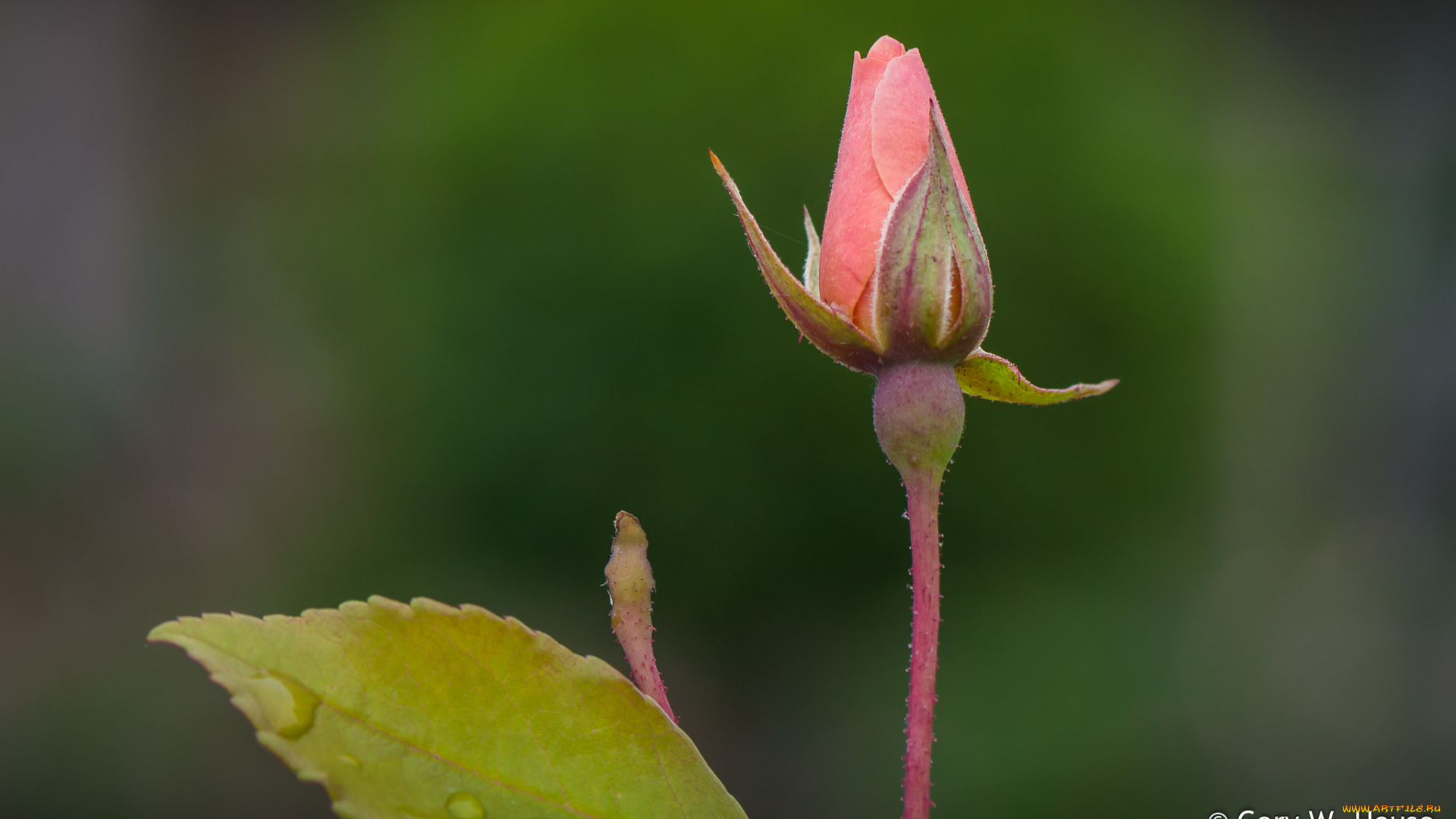 цветы, розы, бутон