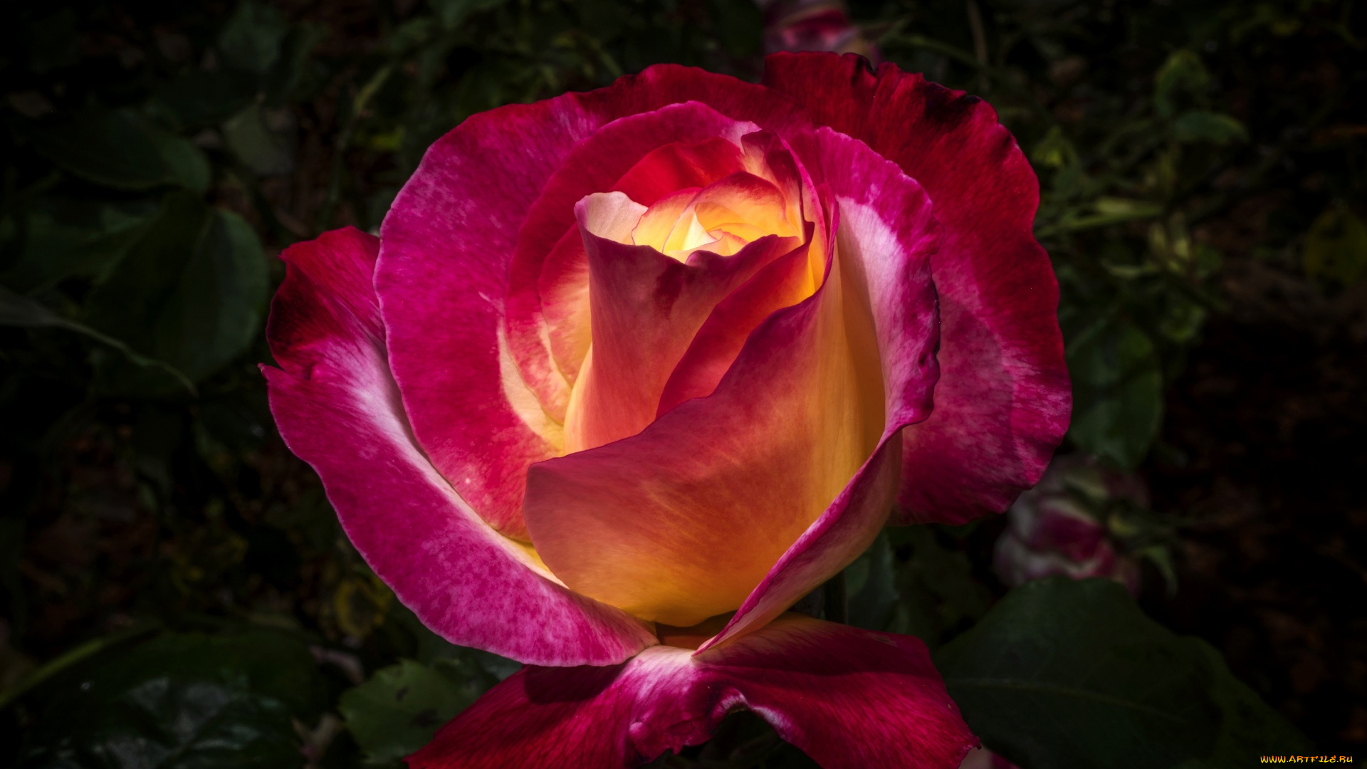 цветы, розы, цветок