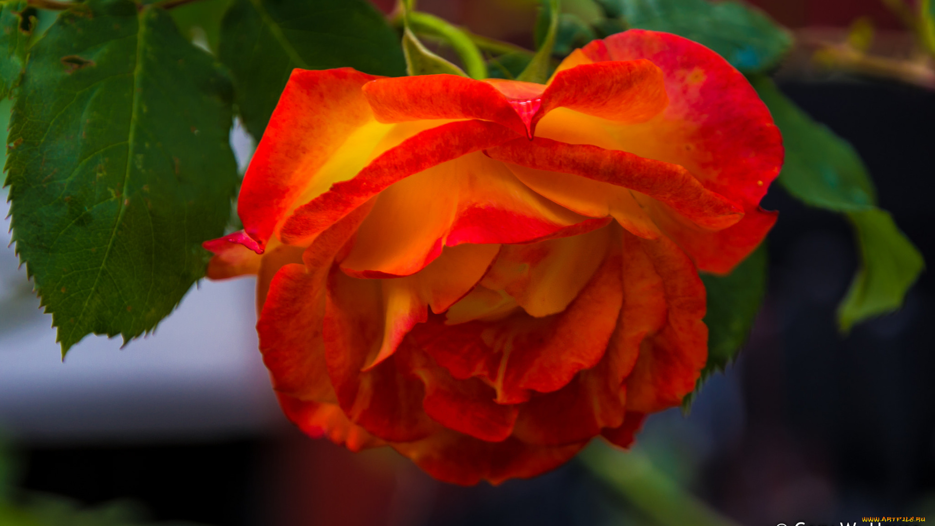 цветы, розы, роза