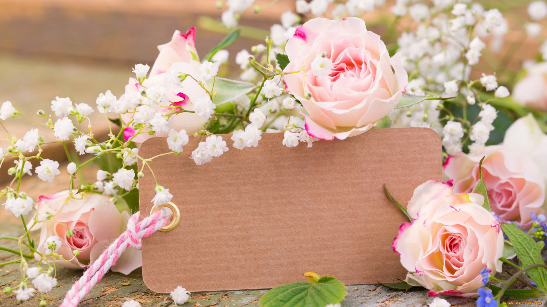 цветы, розы, табличка
