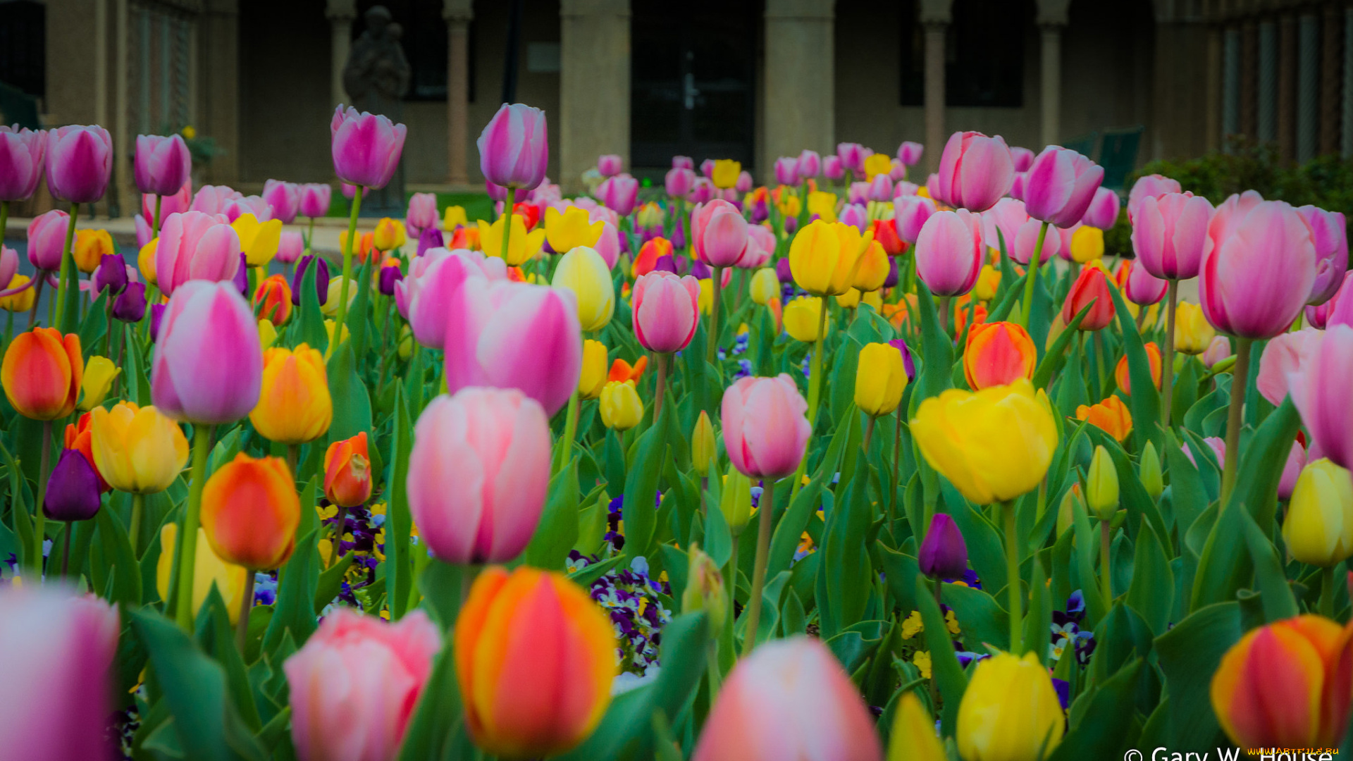 цветы, тюльпаны