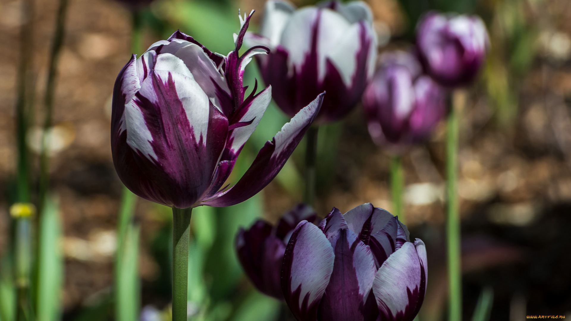 цветы, тюльпаны