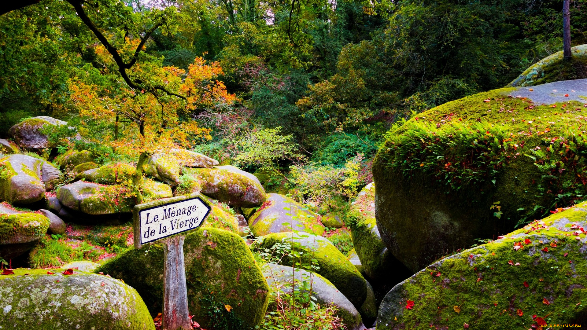 франция, природа, лес, деревья, камни