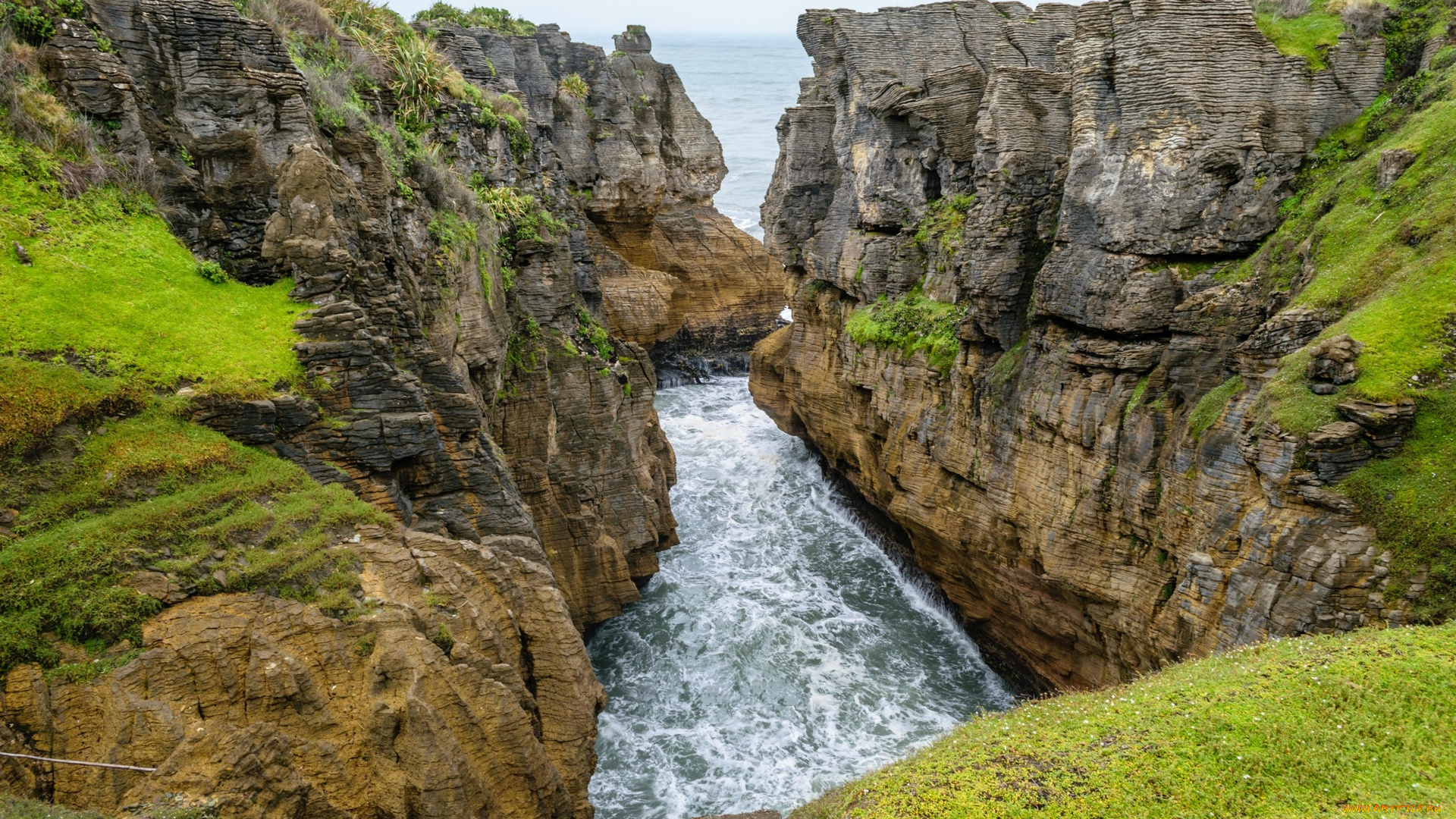 новая, зеландия, природа, побережье, водоем, трава