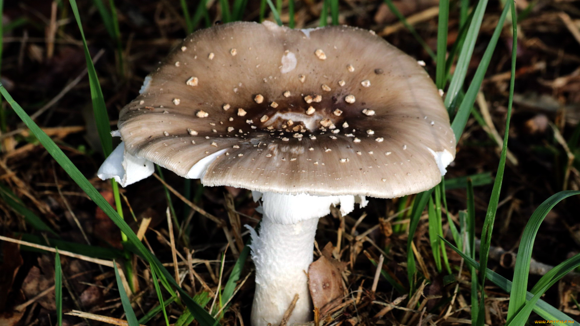 природа, грибы, поганка