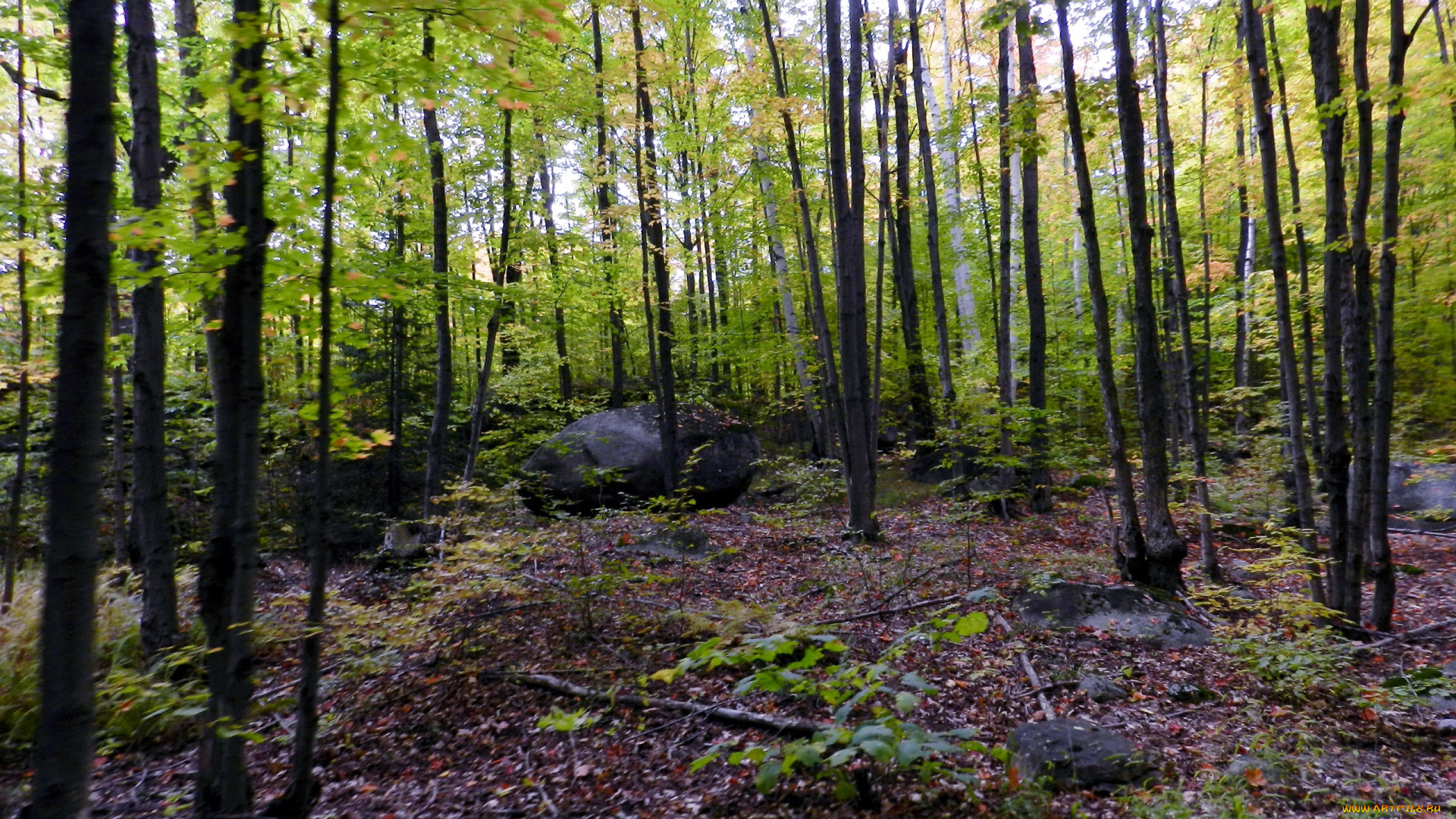 природа, лес, камень, деревья