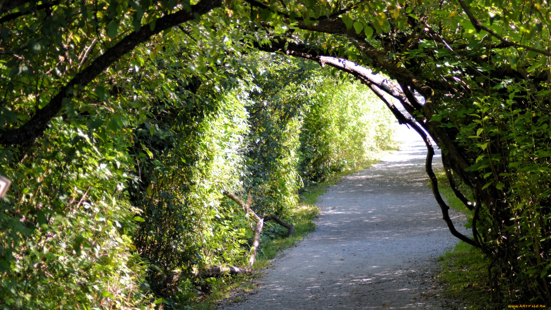природа, парк, аллея, кусты, арка
