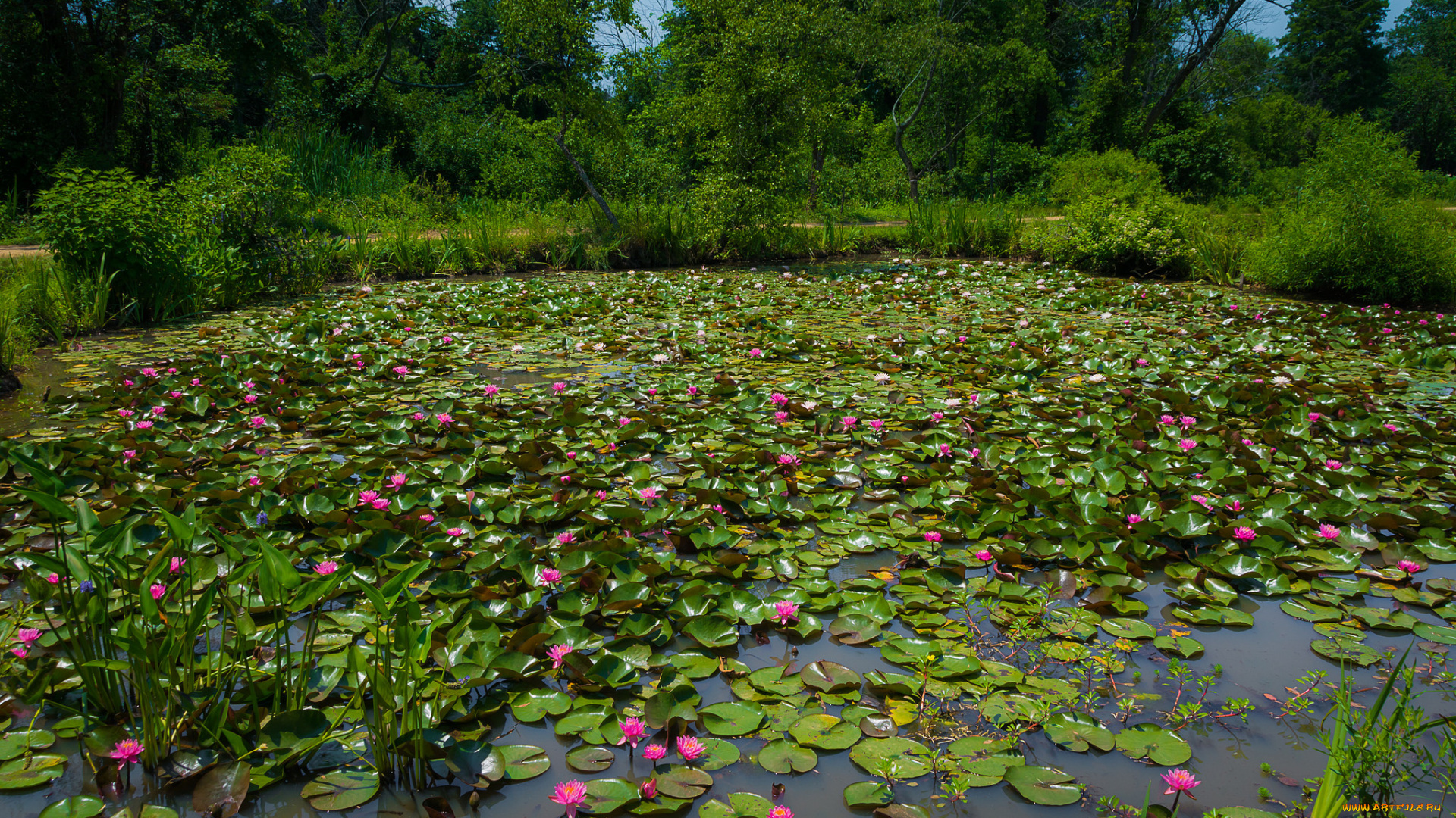 природа, парк, озеро, цветы