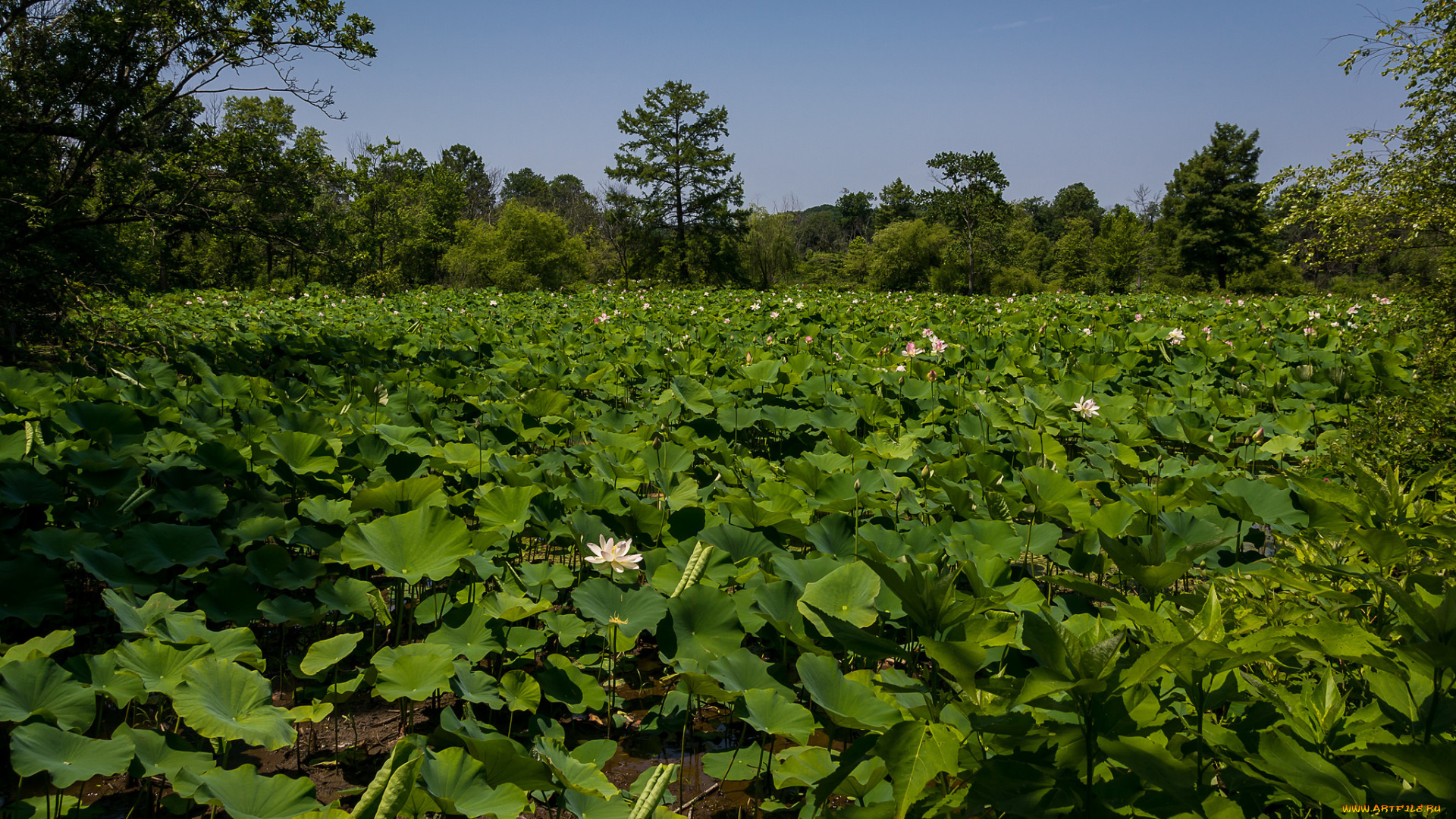 природа, парк, зелень, лотосы