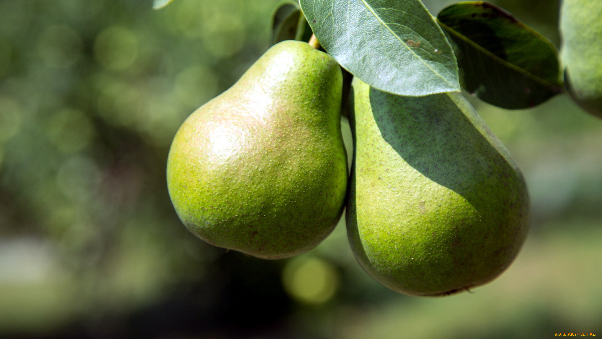 природа, плоды, груши