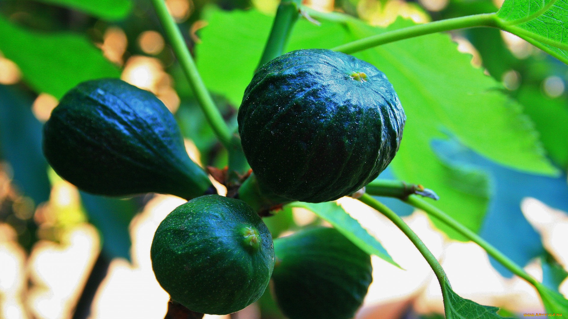 природа, плоды, инжир