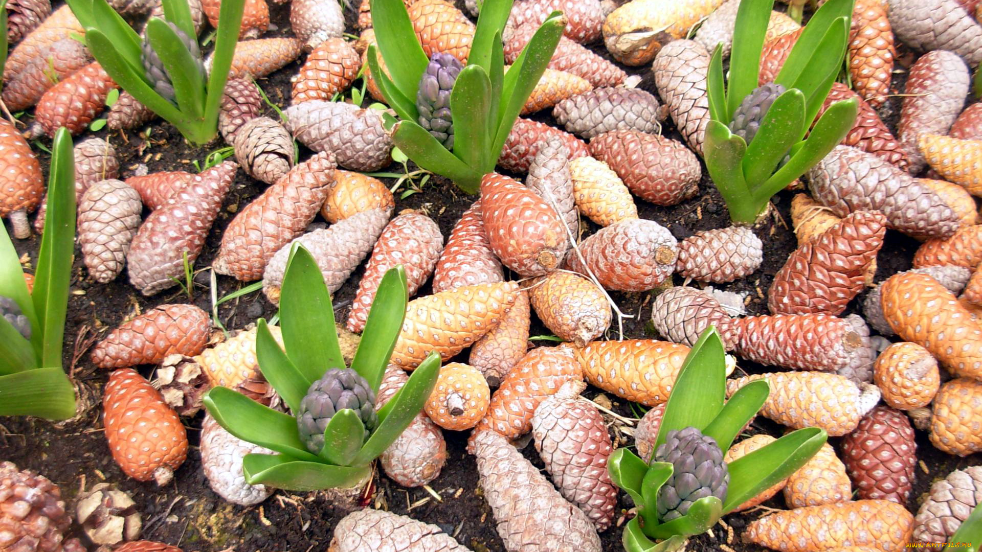 природа, шишки, , жёлуди, , каштаны, гиацинты, весна, сосновые