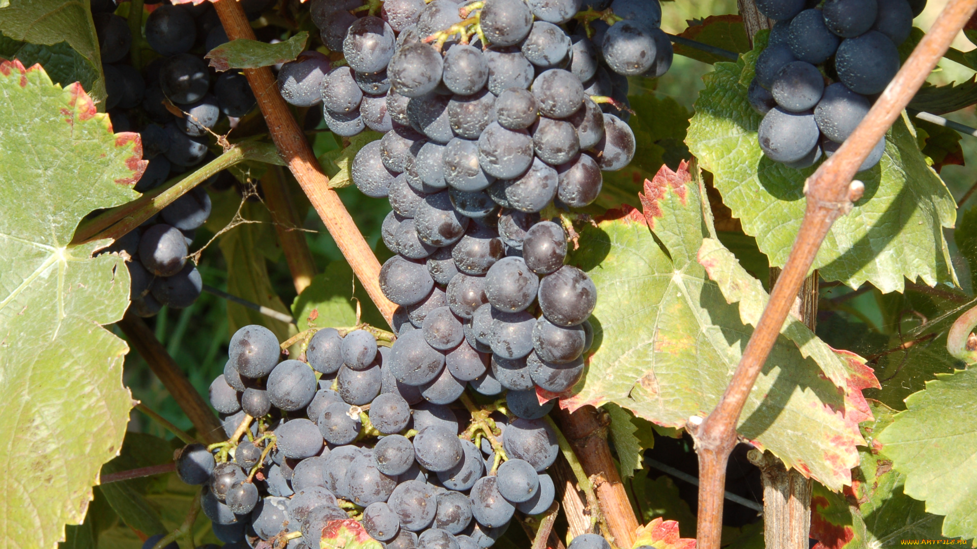 природа, Ягоды, , виноград, лоза