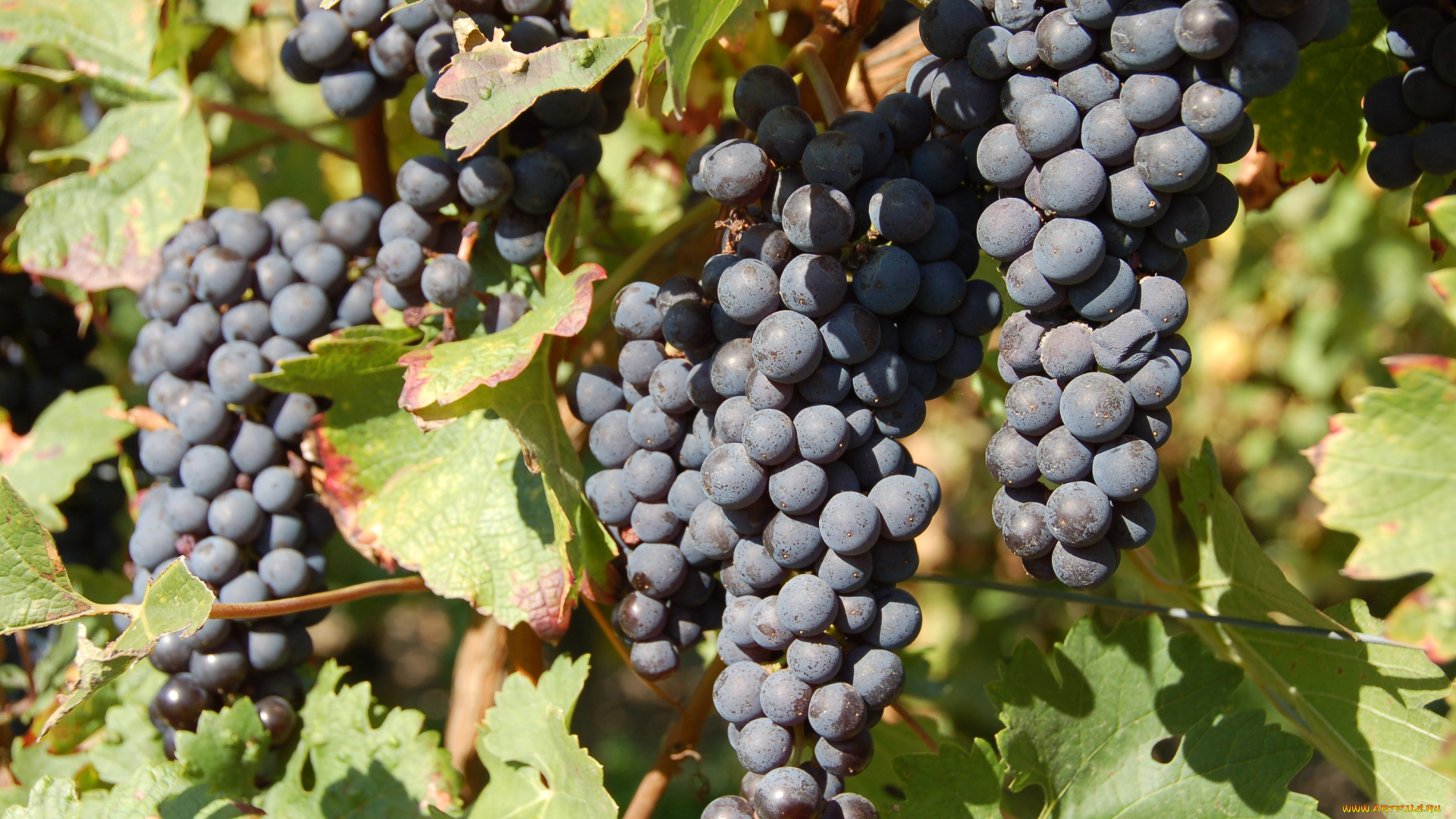 природа, Ягоды, , виноград, лоза