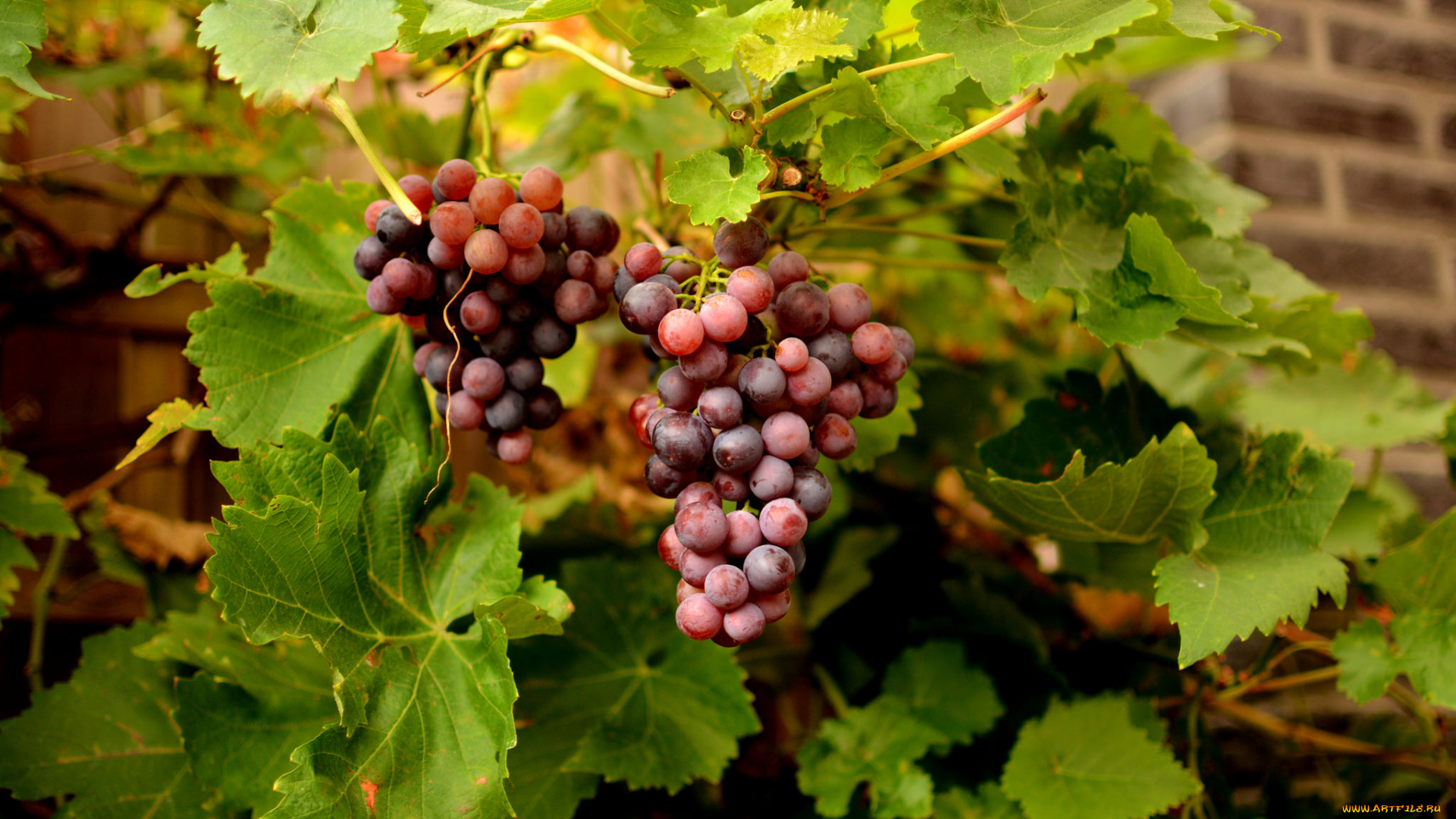 природа, Ягоды, , виноград, лоза