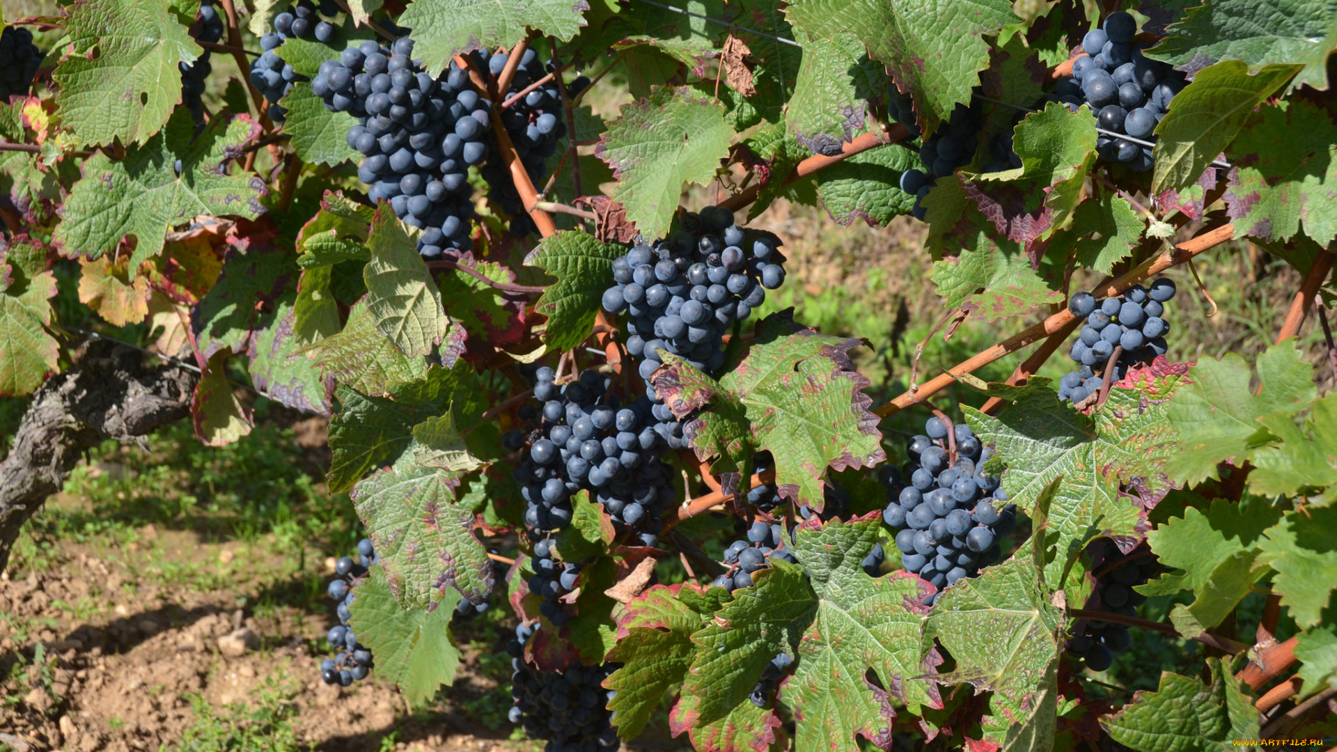 природа, Ягоды, , виноград, лоза