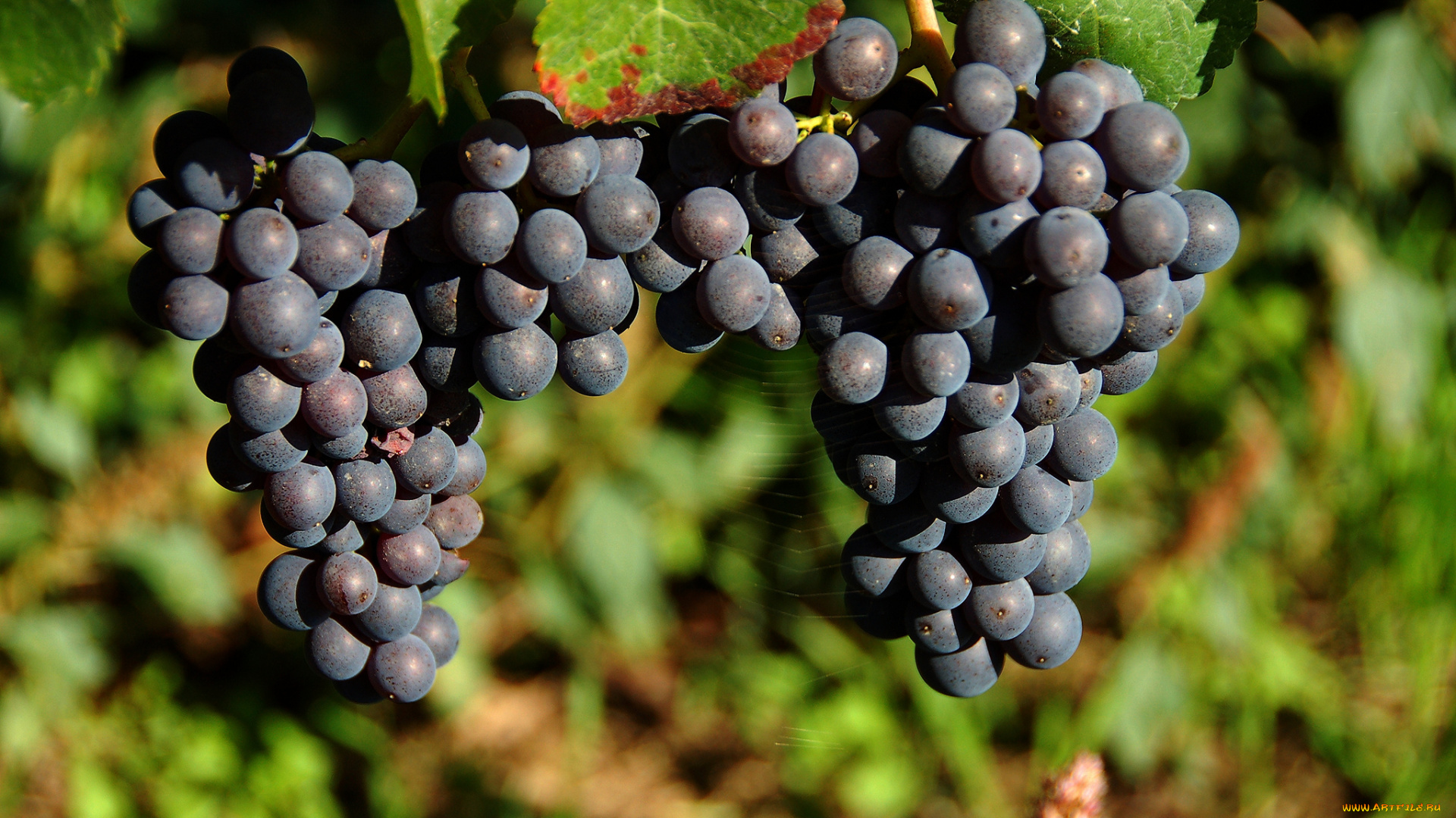 природа, Ягоды, , виноград, лоза