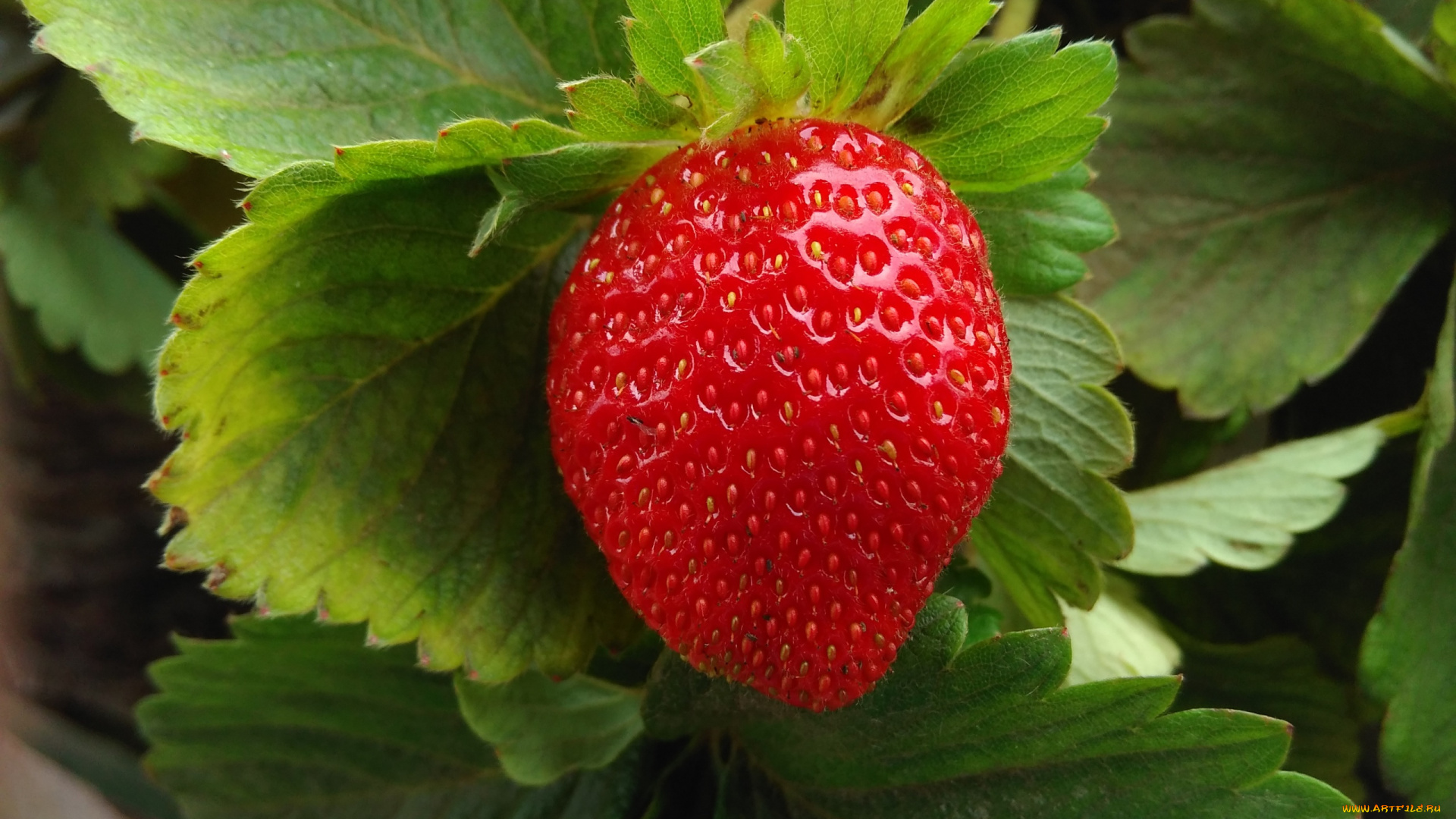 природа, Ягоды, клубника