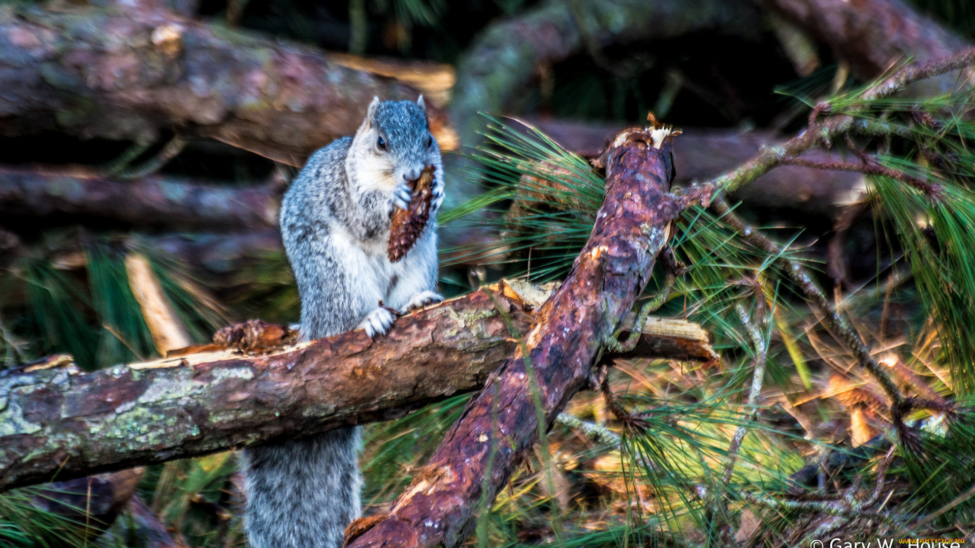 животные, белки, белка