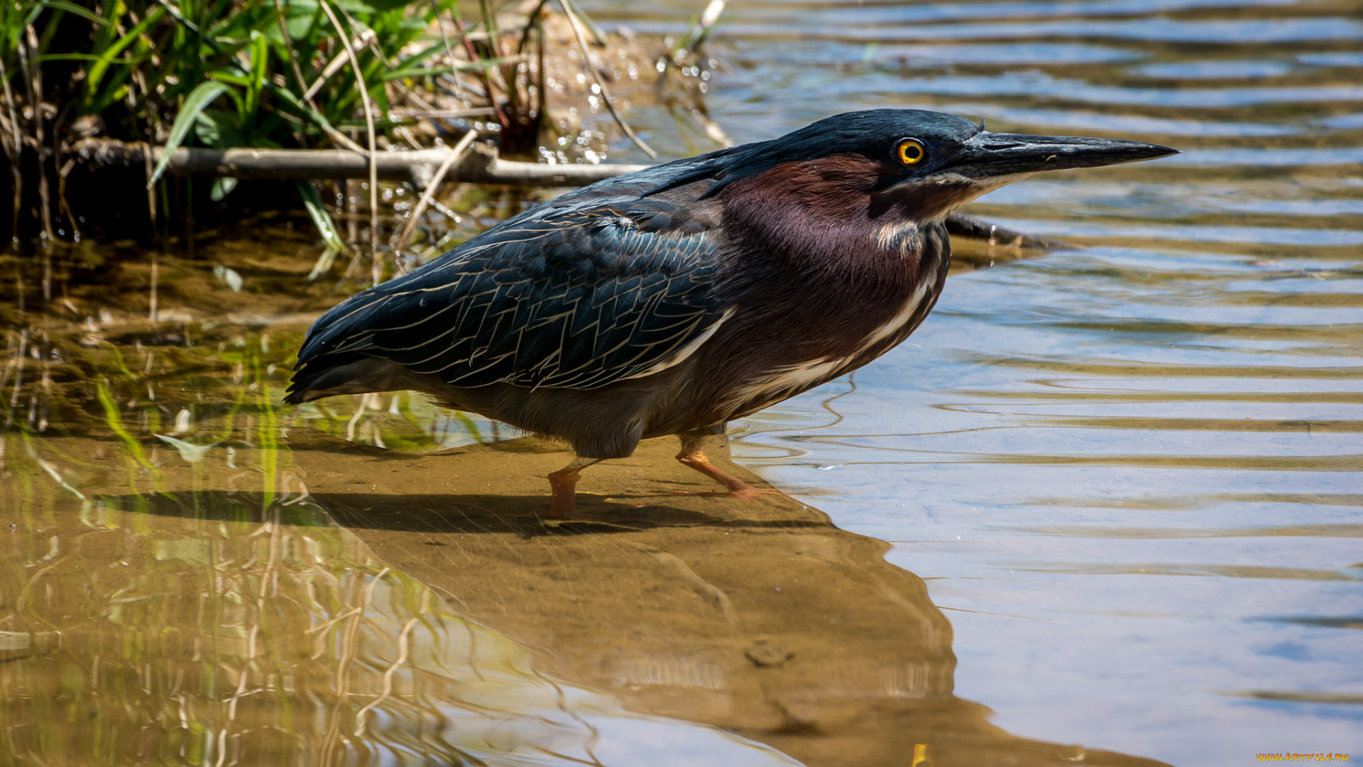 животные, цапли, , выпи, выпь