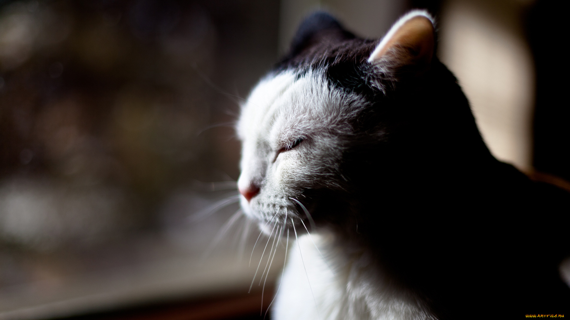 животные, коты, анфас