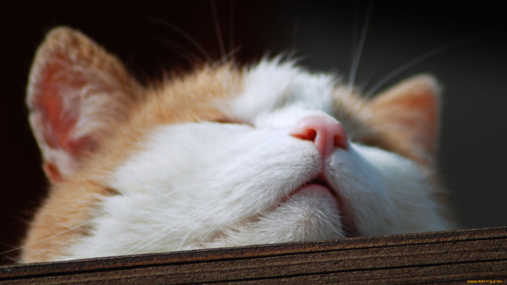 животные, коты, голова