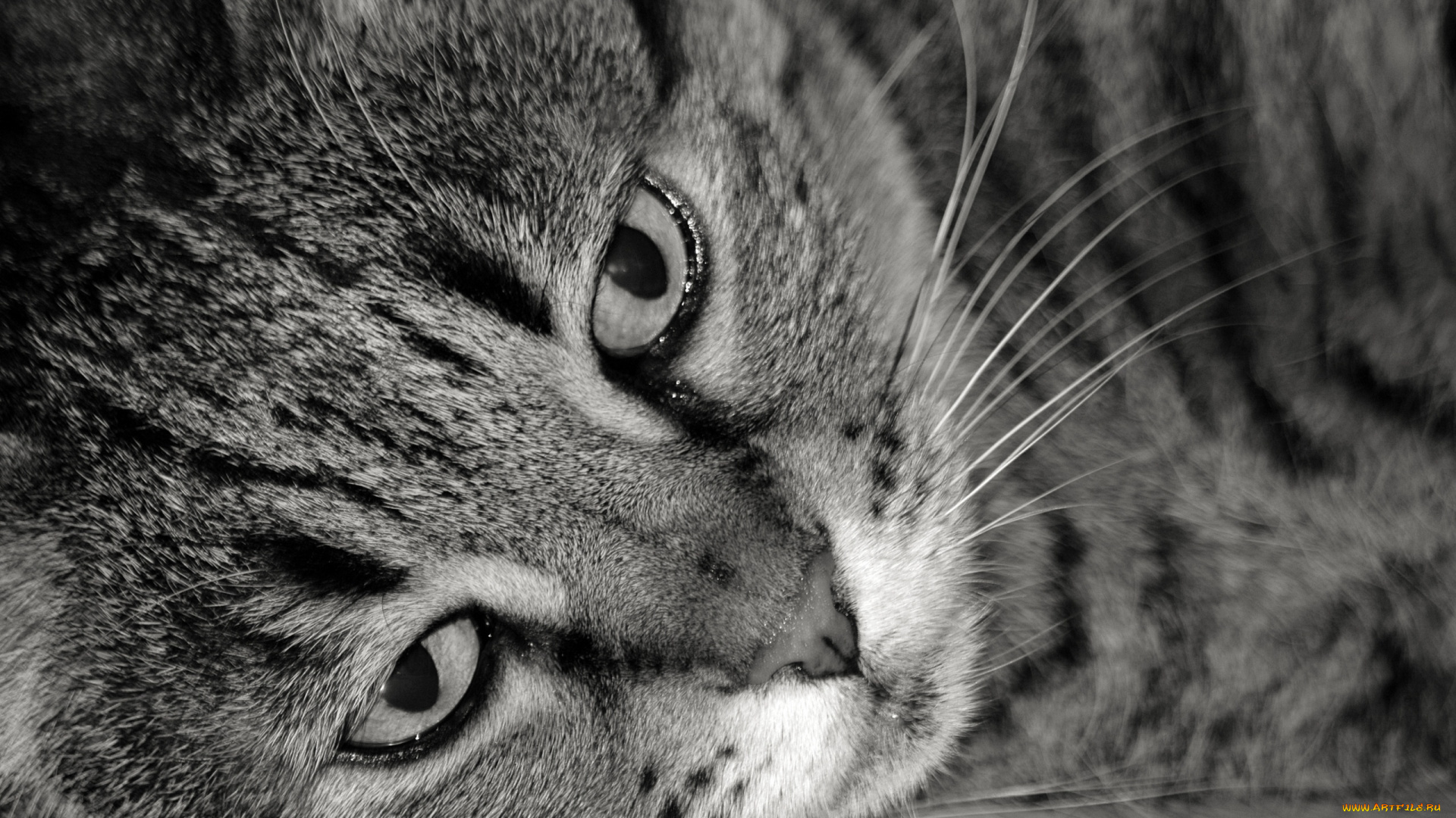 животные, коты, полосатый, кошка, кот