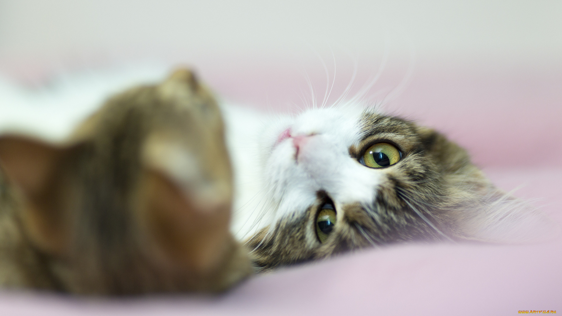 животные, коты, взгляд