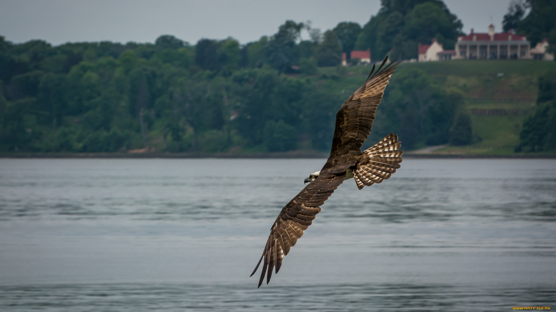 животные, птицы, птица