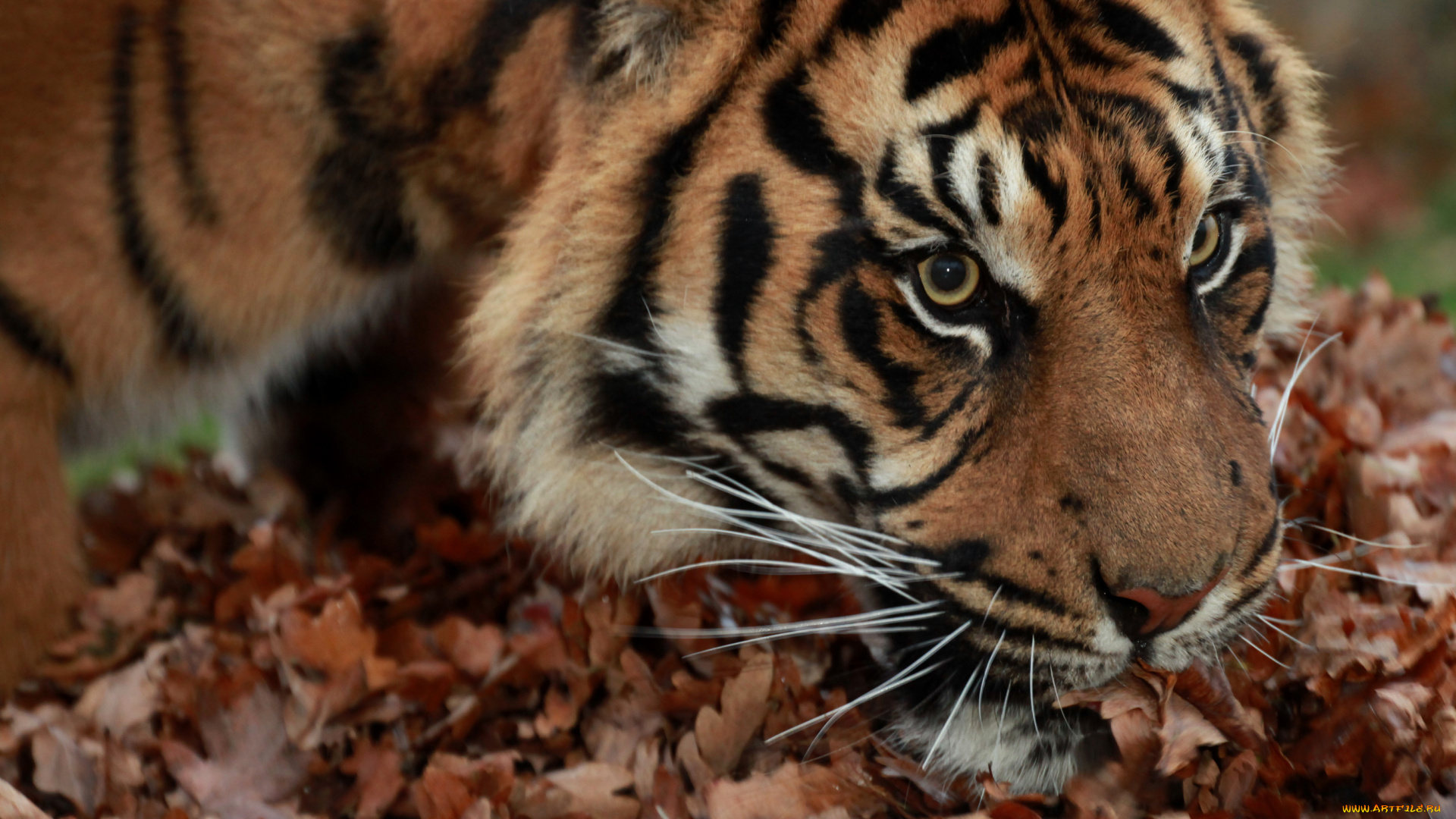 животные, тигры, осень, листья, тигр