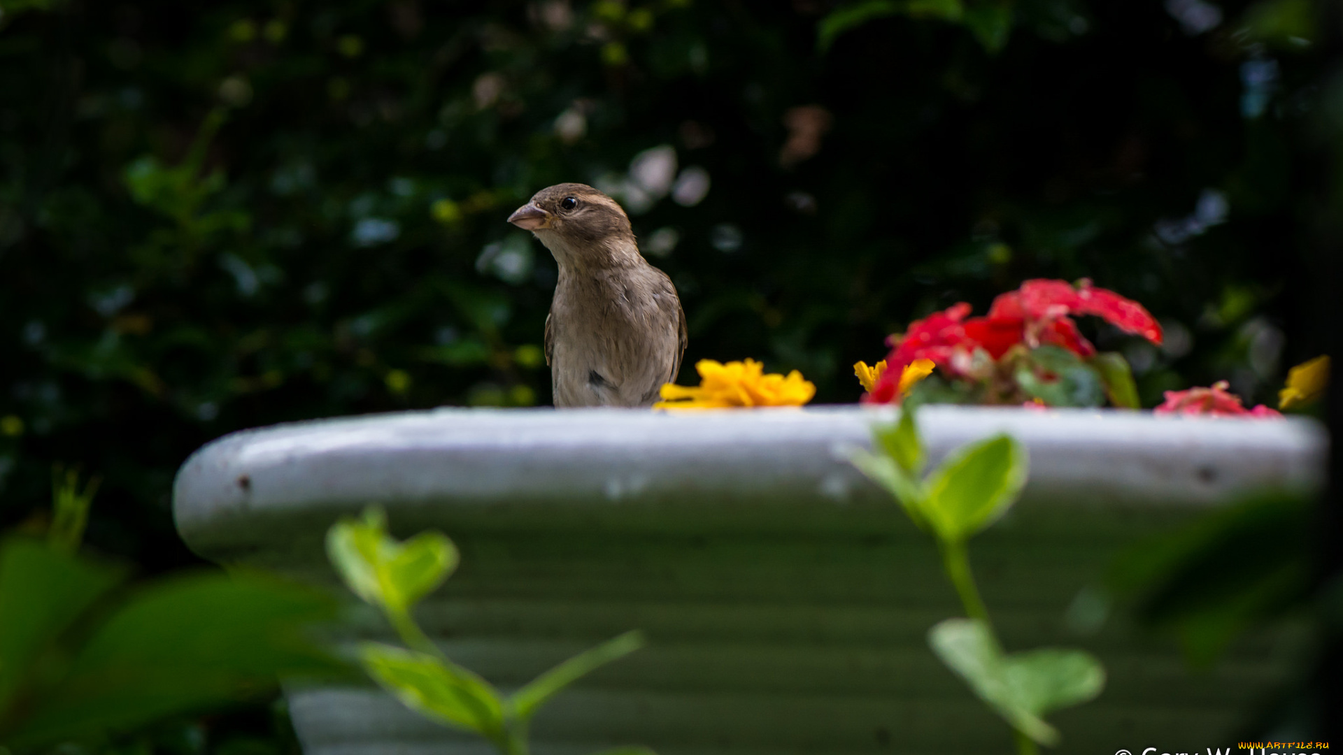 животные, воробьи, воробей