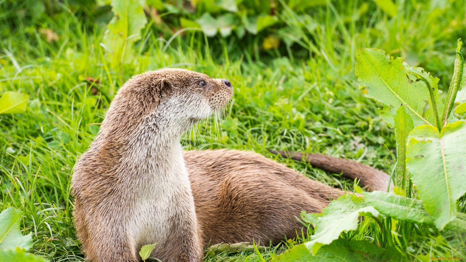 животные, выдры, , каланы, , ондатры, растения