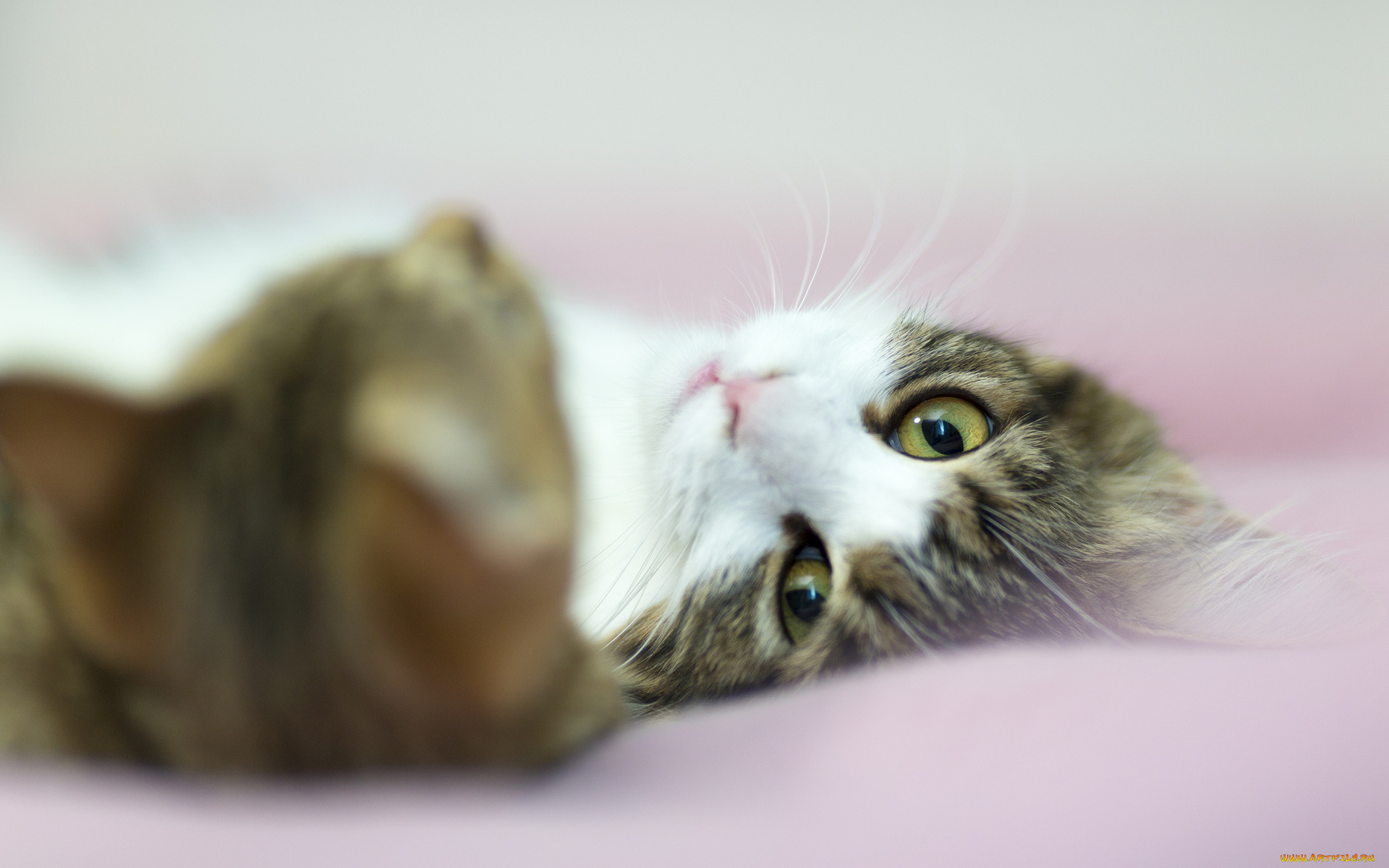 животные, коты, взгляд