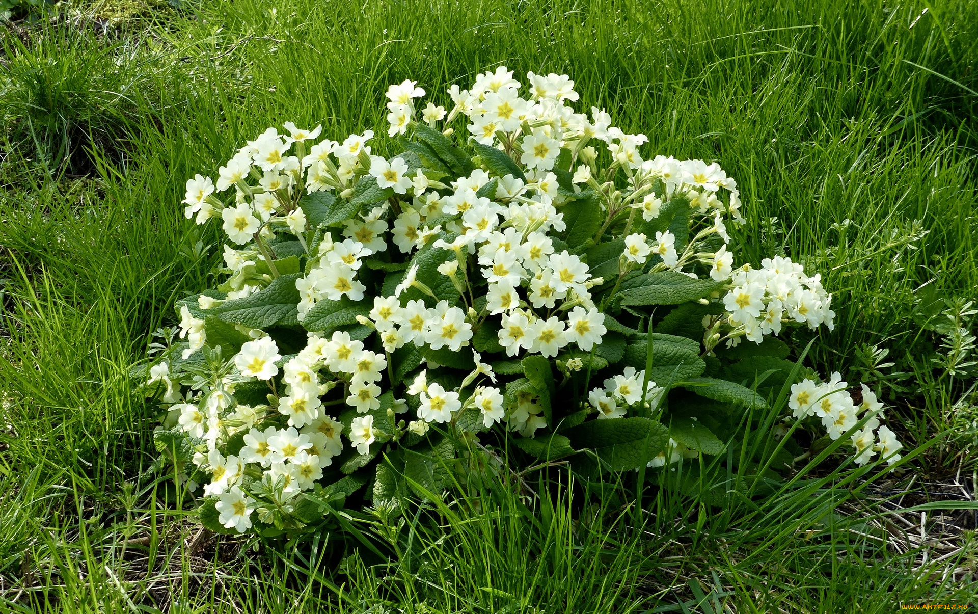 цветы, примулы, белый, цвет