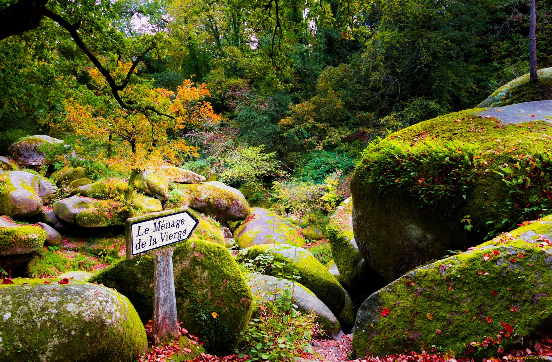 франция, природа, лес, деревья, камни