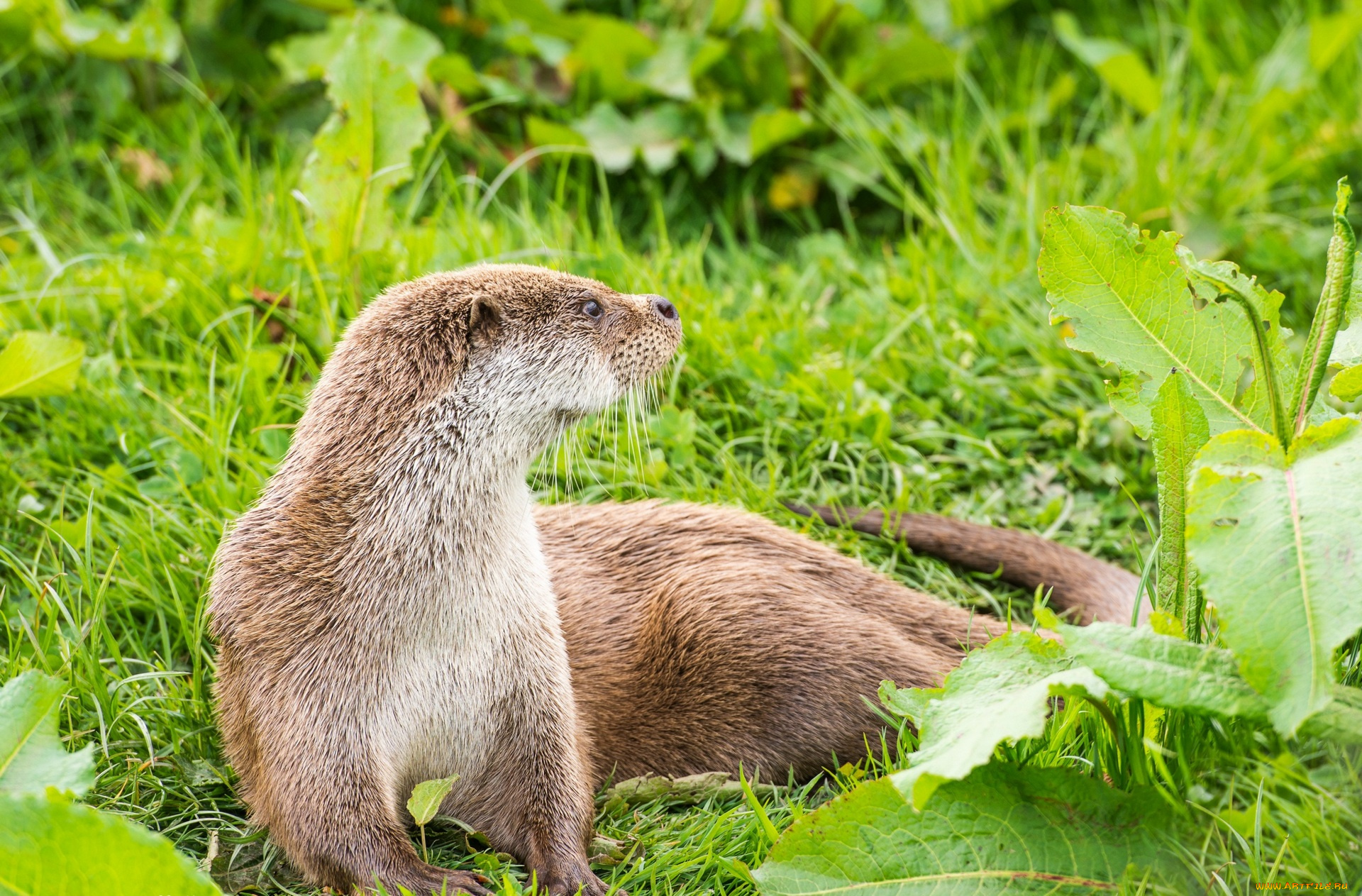 животные, выдры, , каланы, , ондатры, растения
