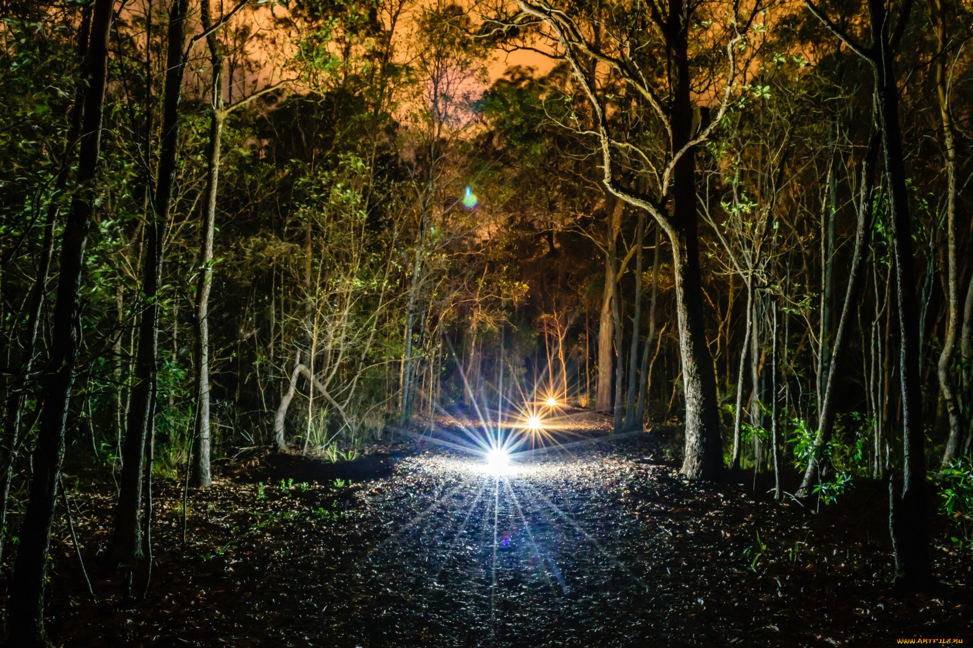 природа, лес, тропа, освещение, растения, деревья, ночь