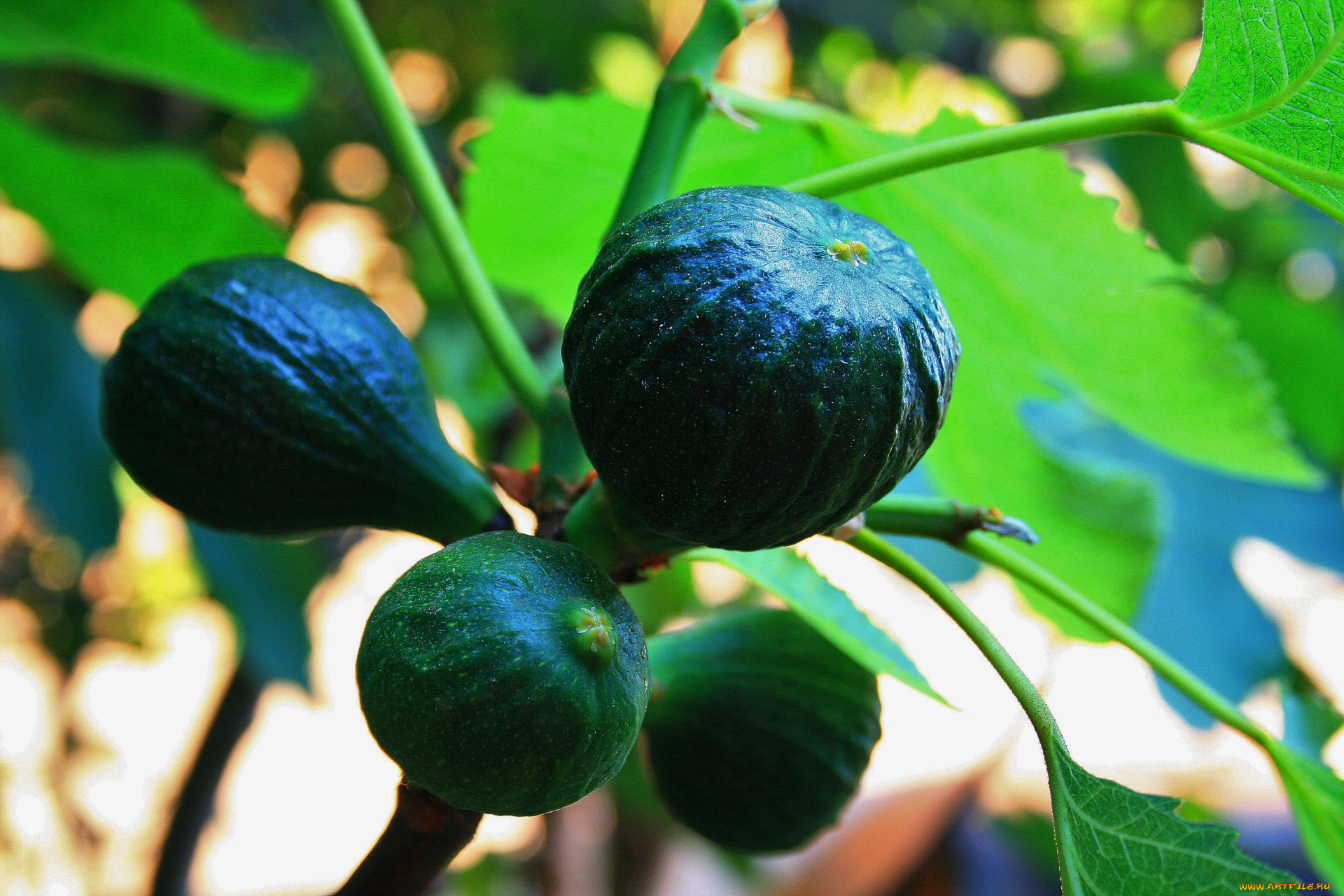 природа, плоды, инжир