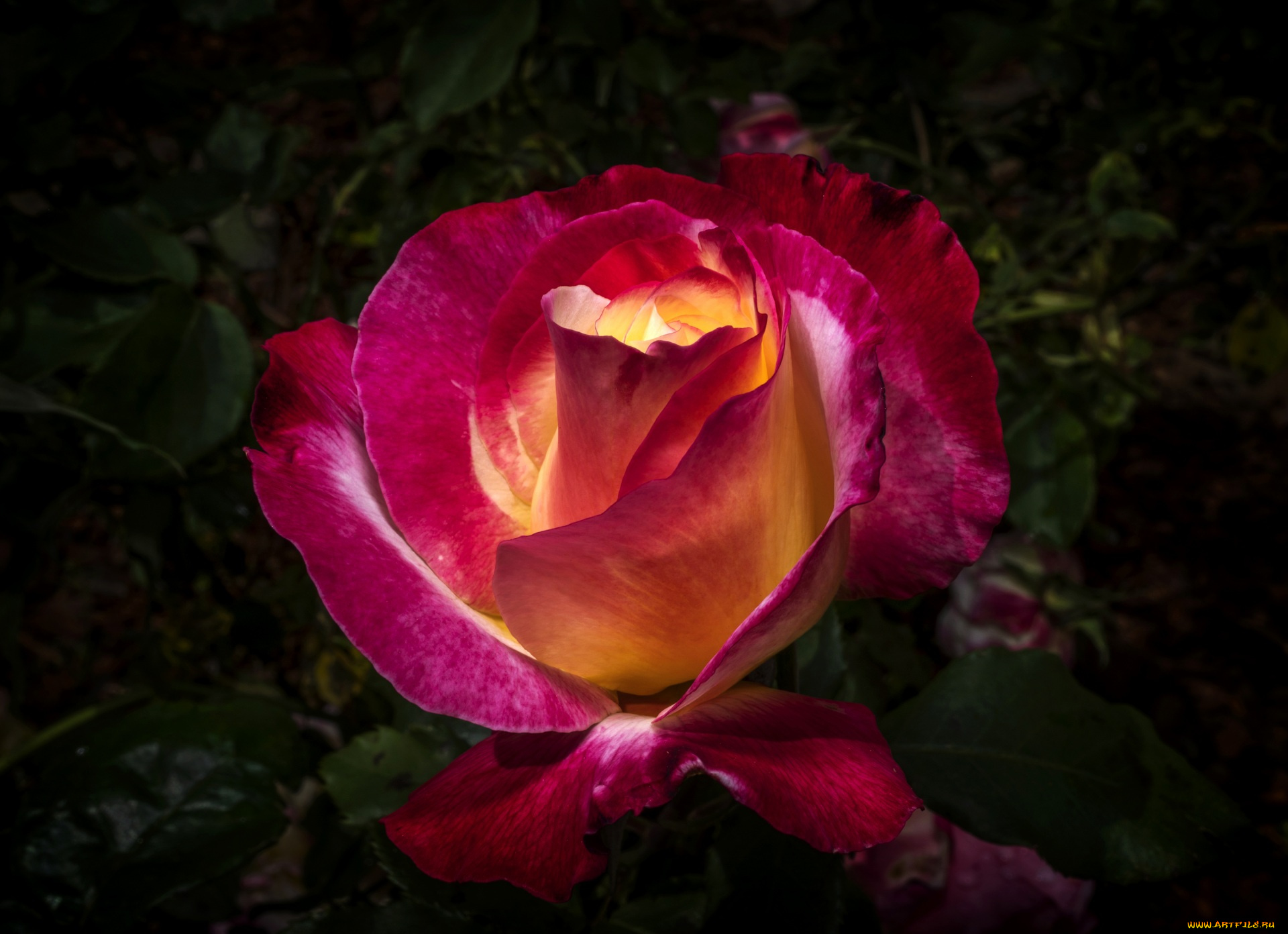 цветы, розы, цветок