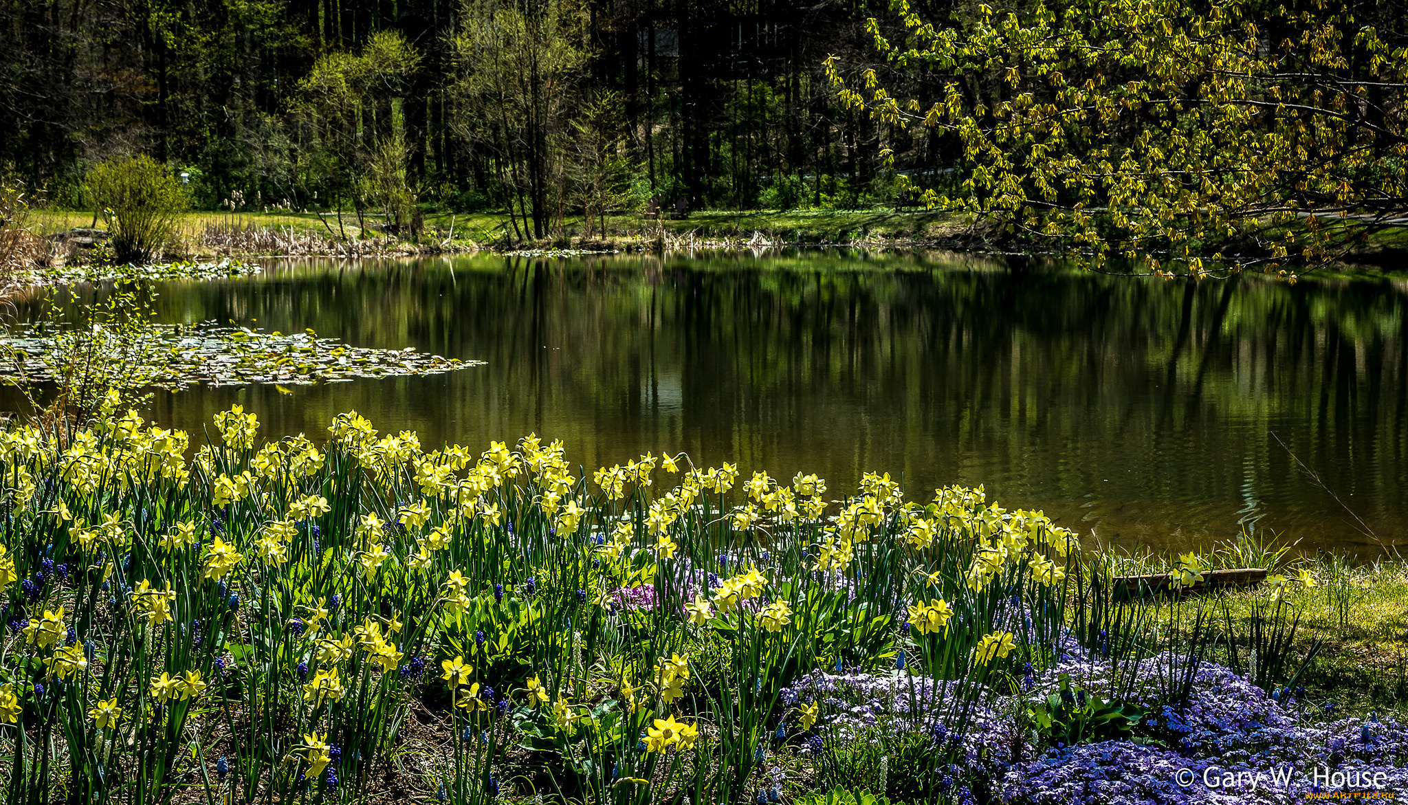цветы, нарциссы, парк