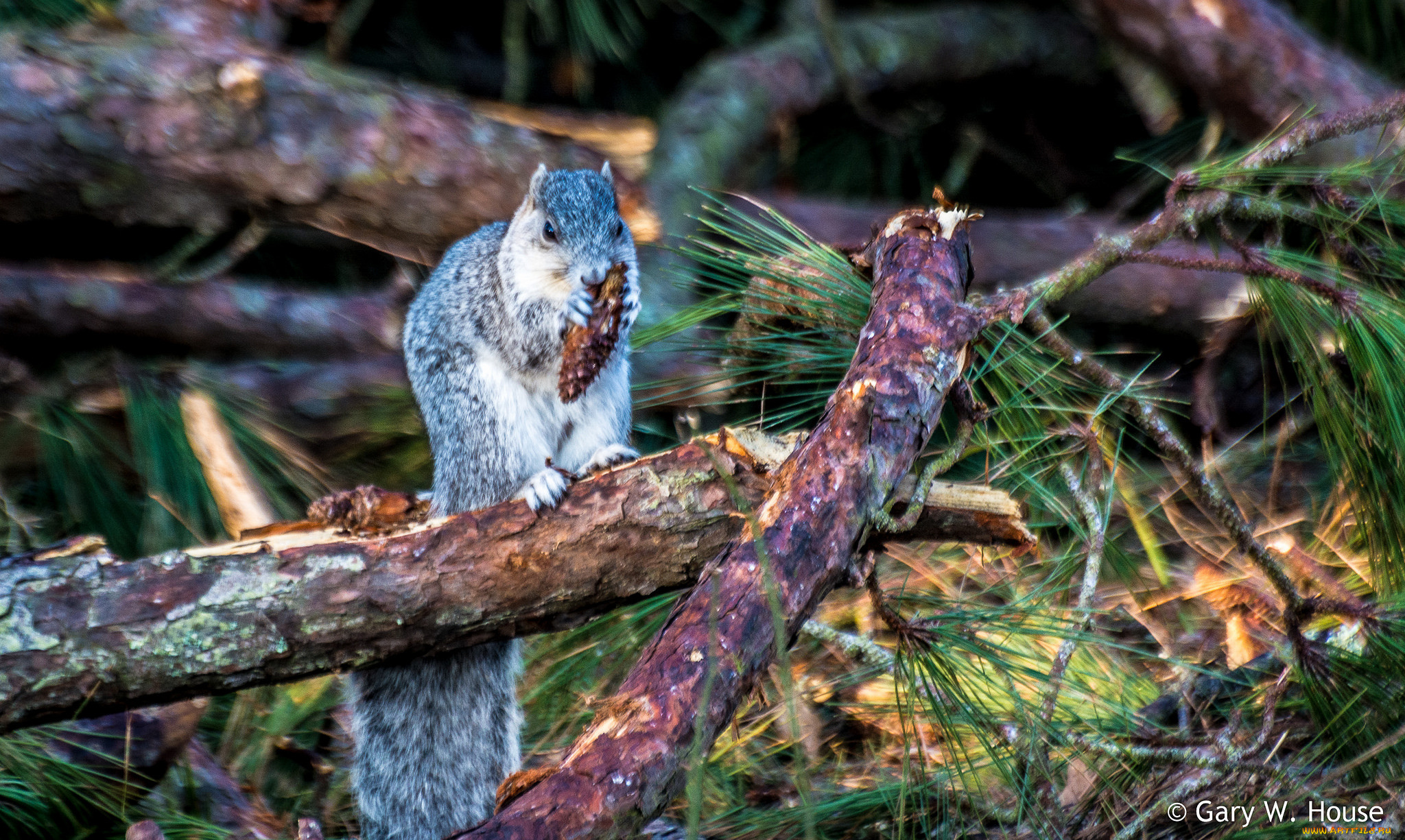 животные, белки, белка