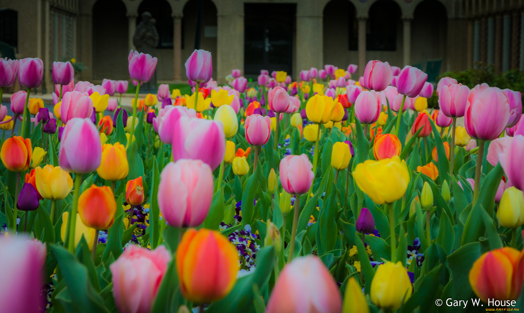 цветы, тюльпаны