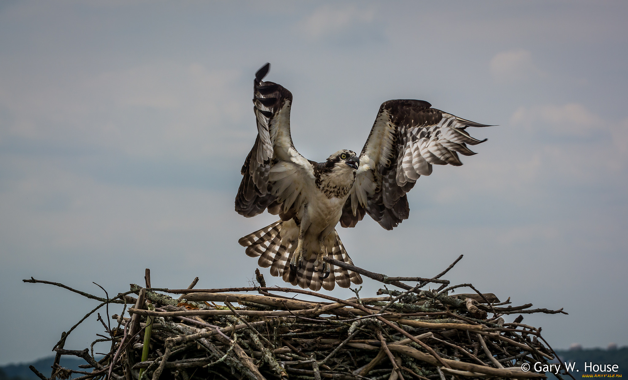 животные, птицы, -, хищники, птица