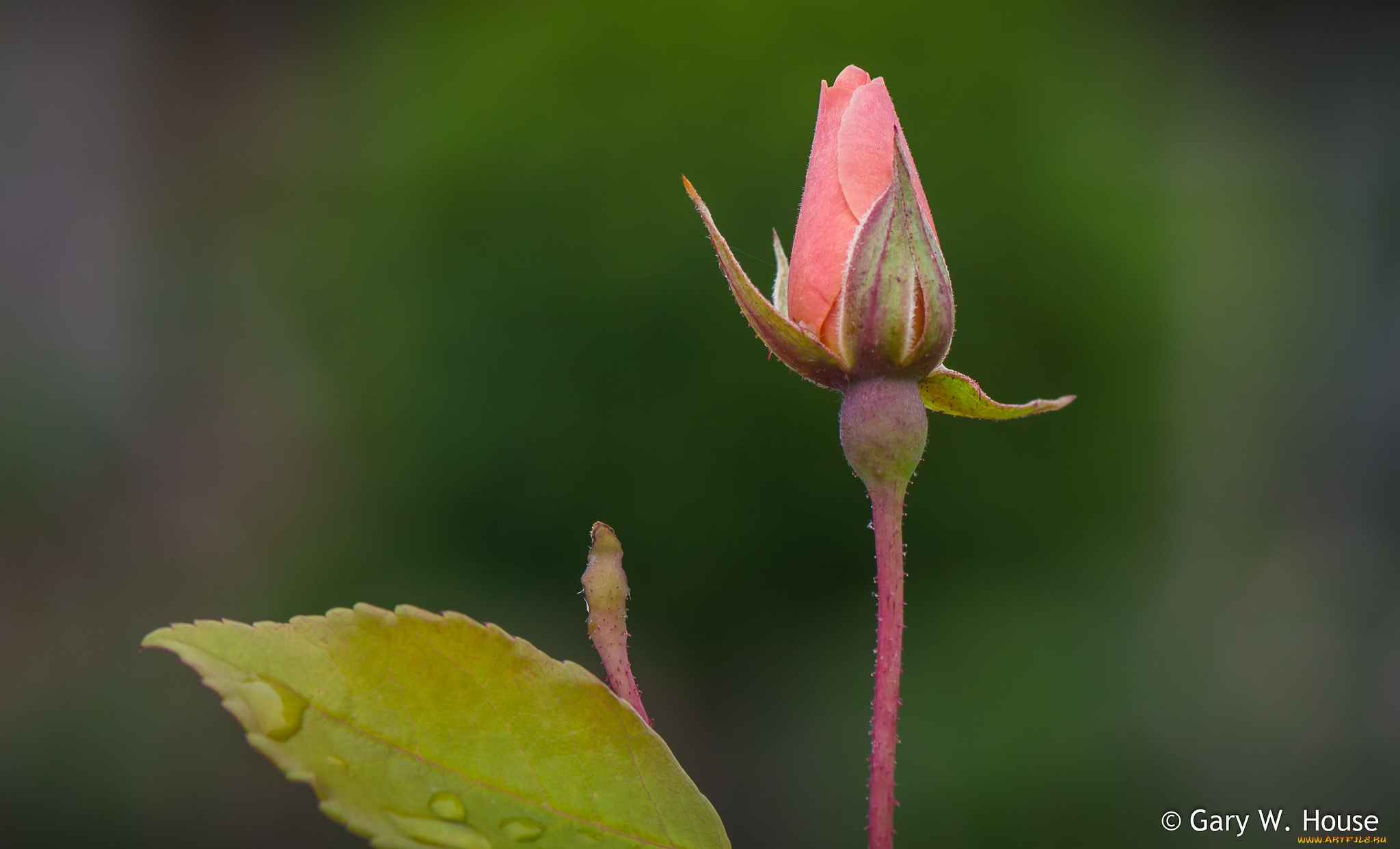 цветы, розы, бутон